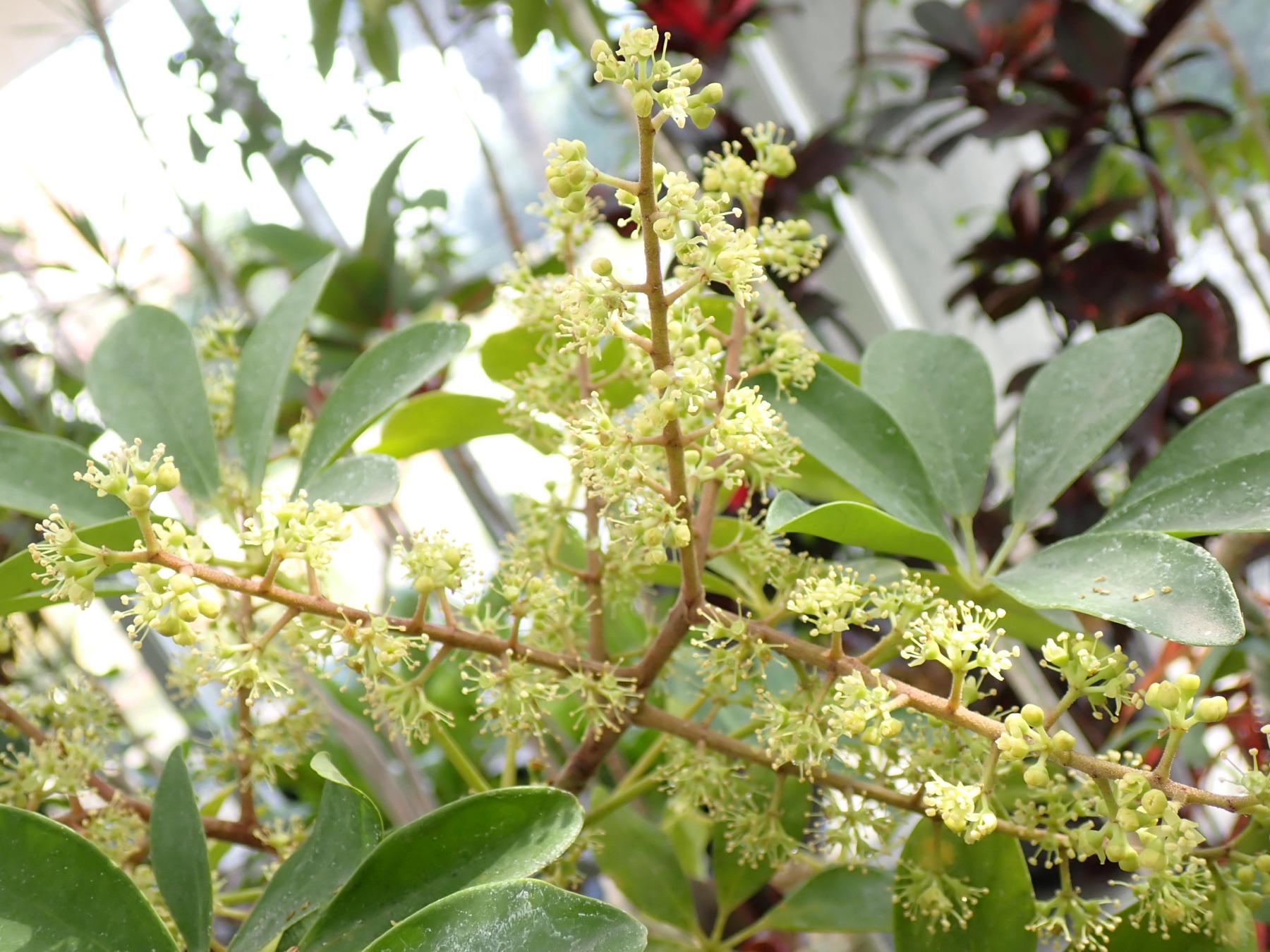 Schefflera — photo 20