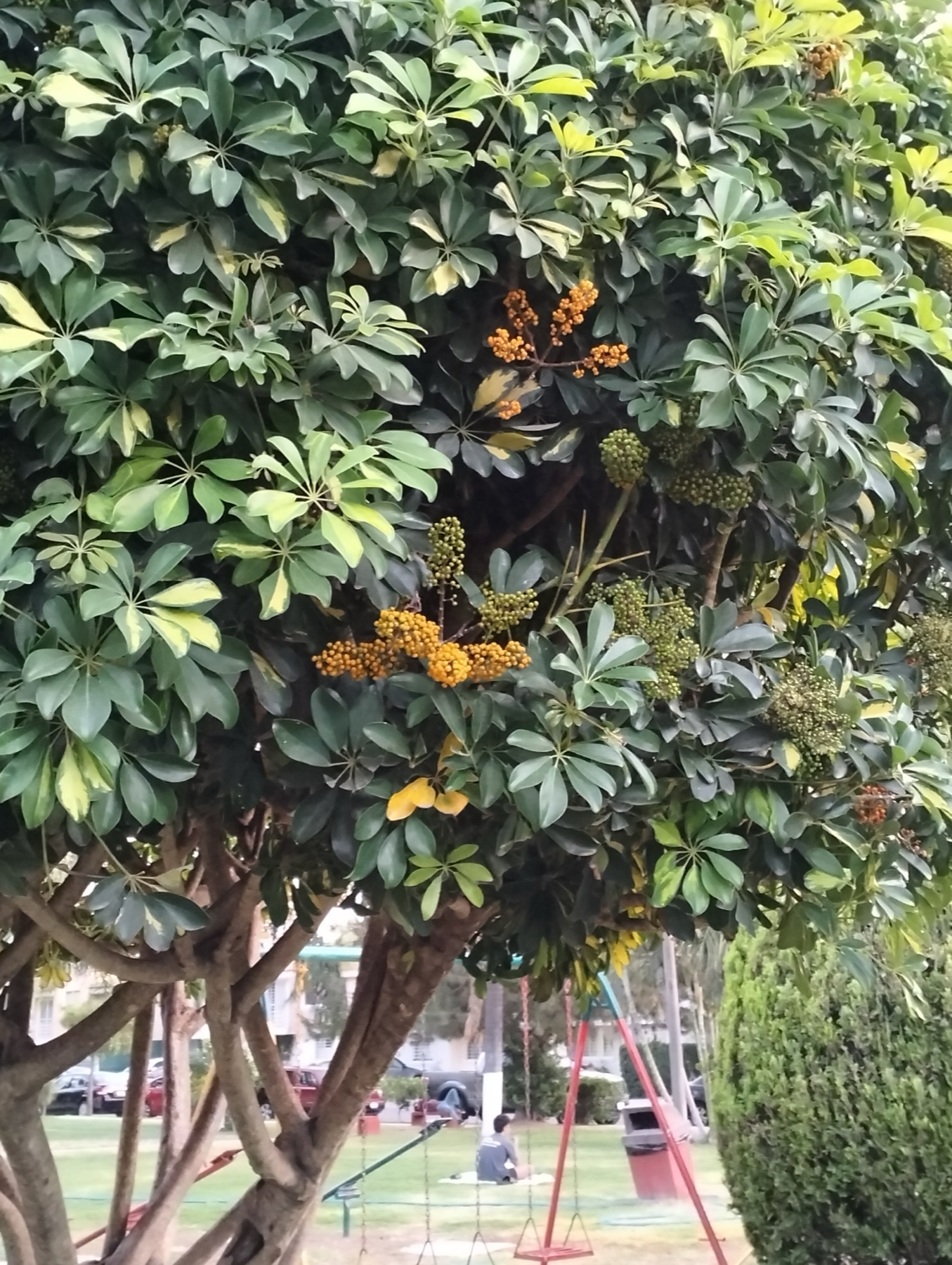 Schefflera — photo 21