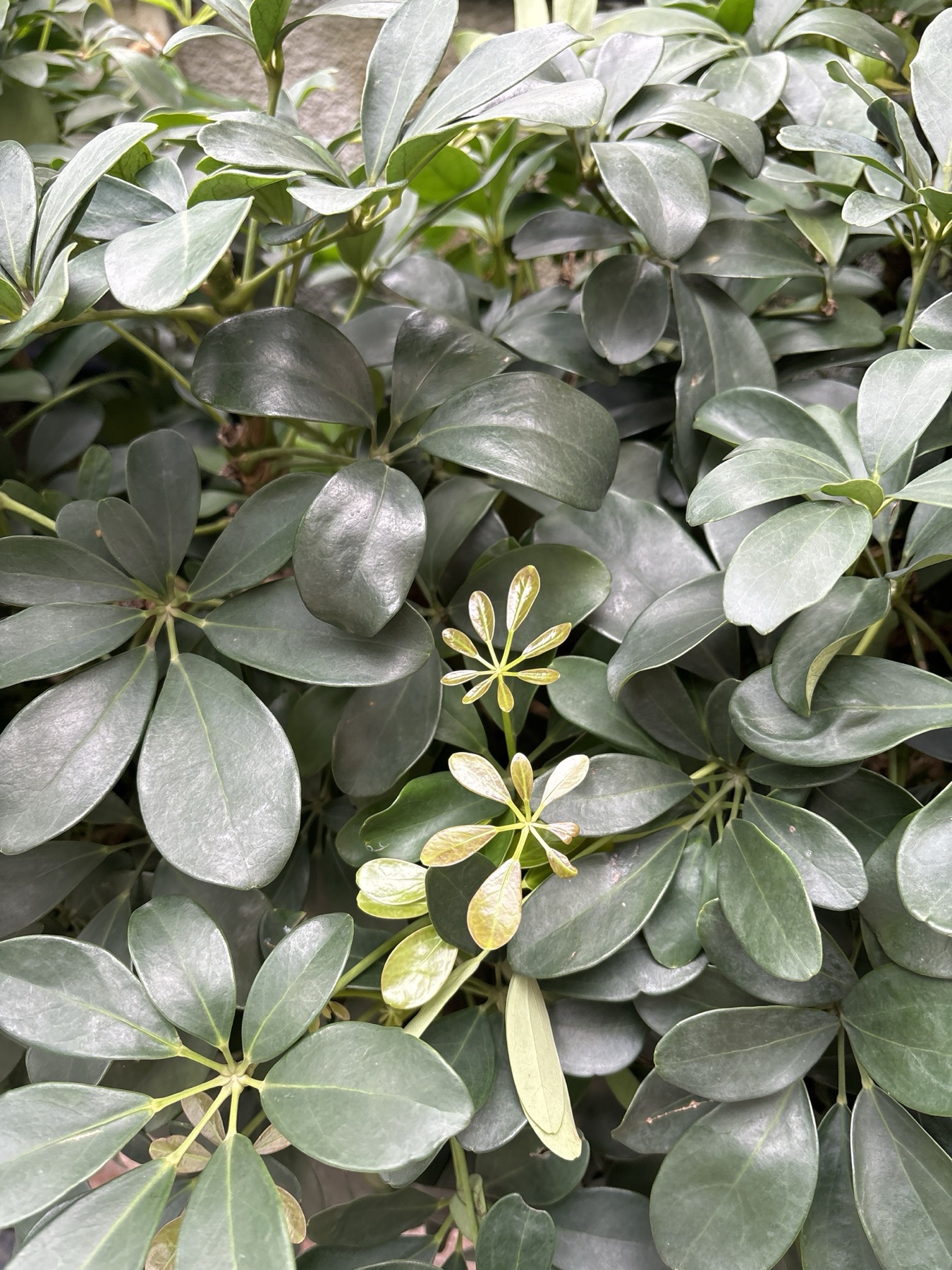 Schefflera — photo 22