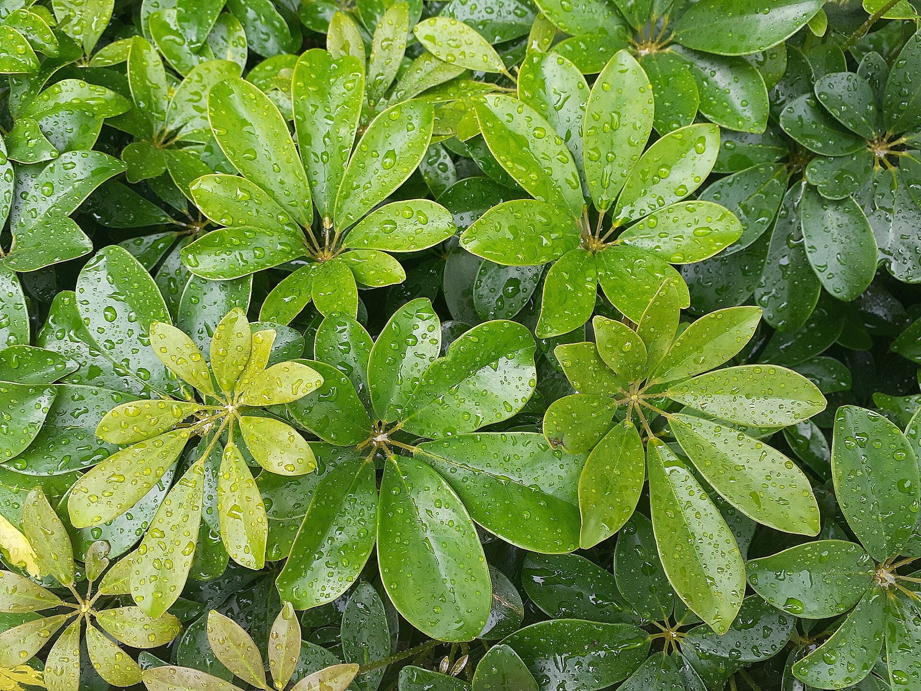 Schefflera — photo 1