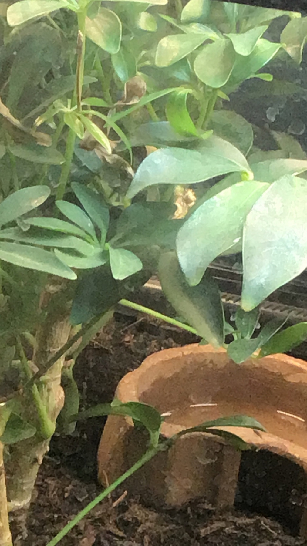 Schefflera — photo 2