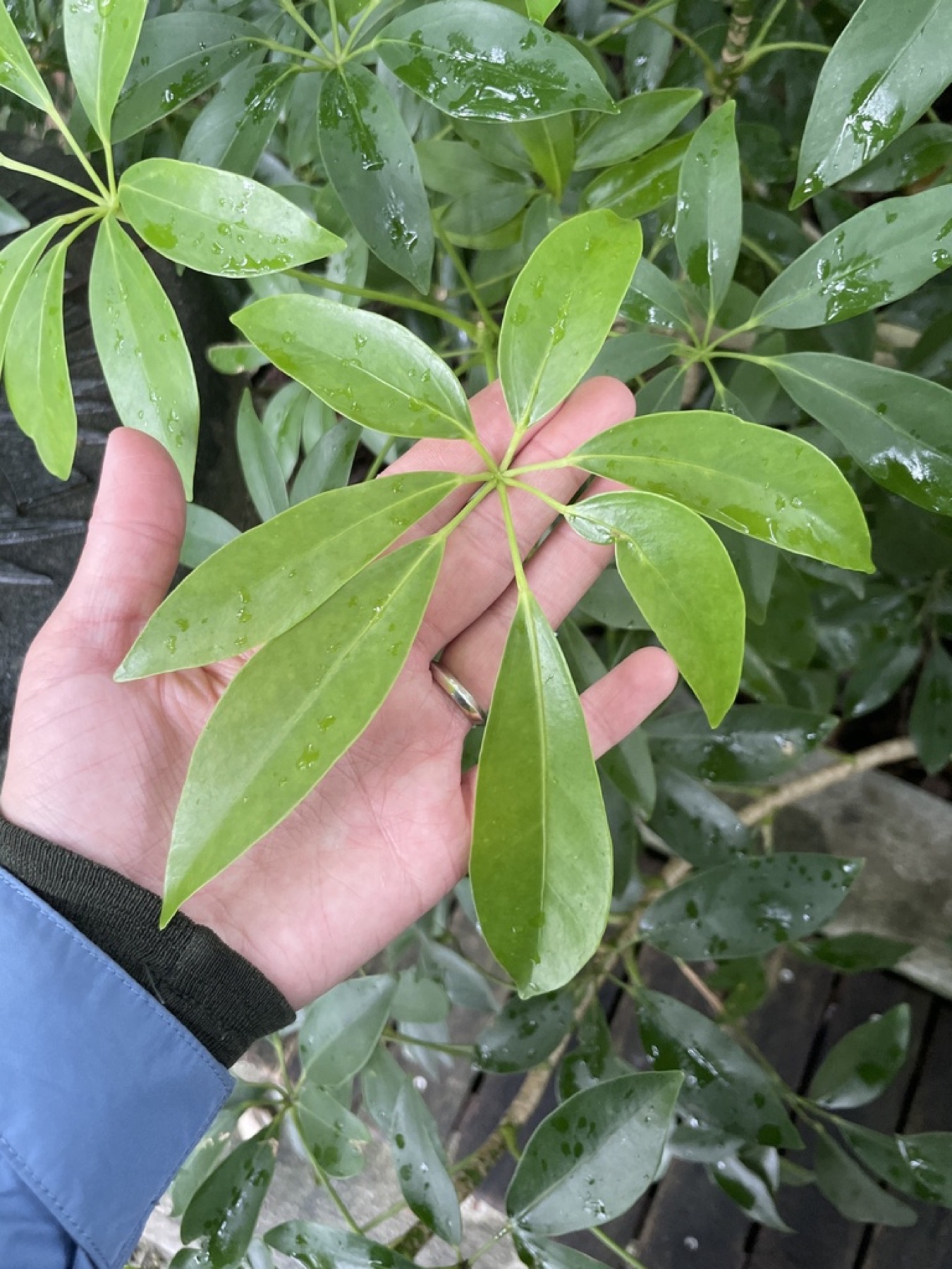 Schefflera — photo 3