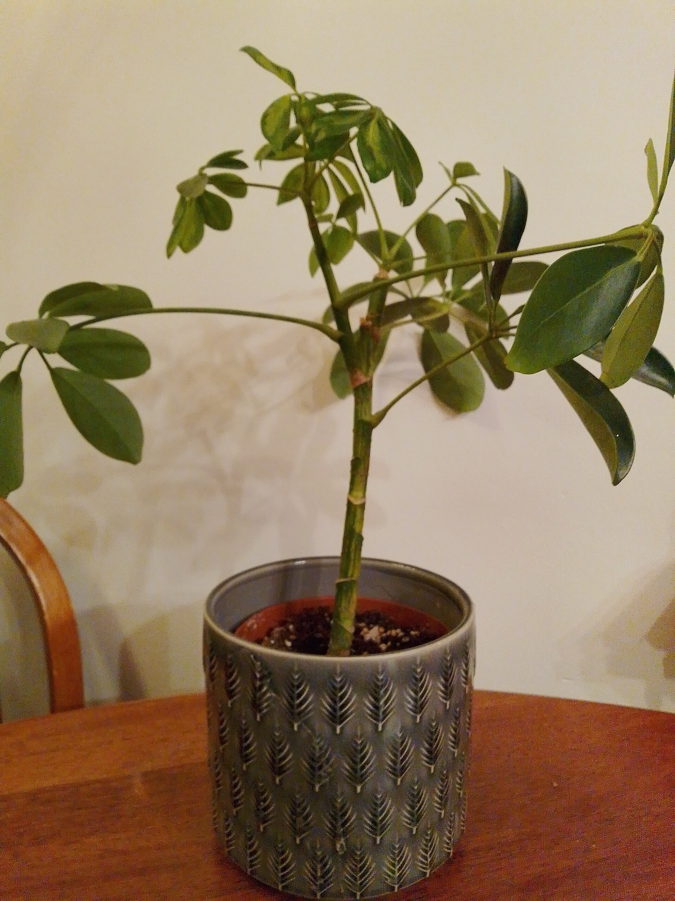 Schefflera — photo 4