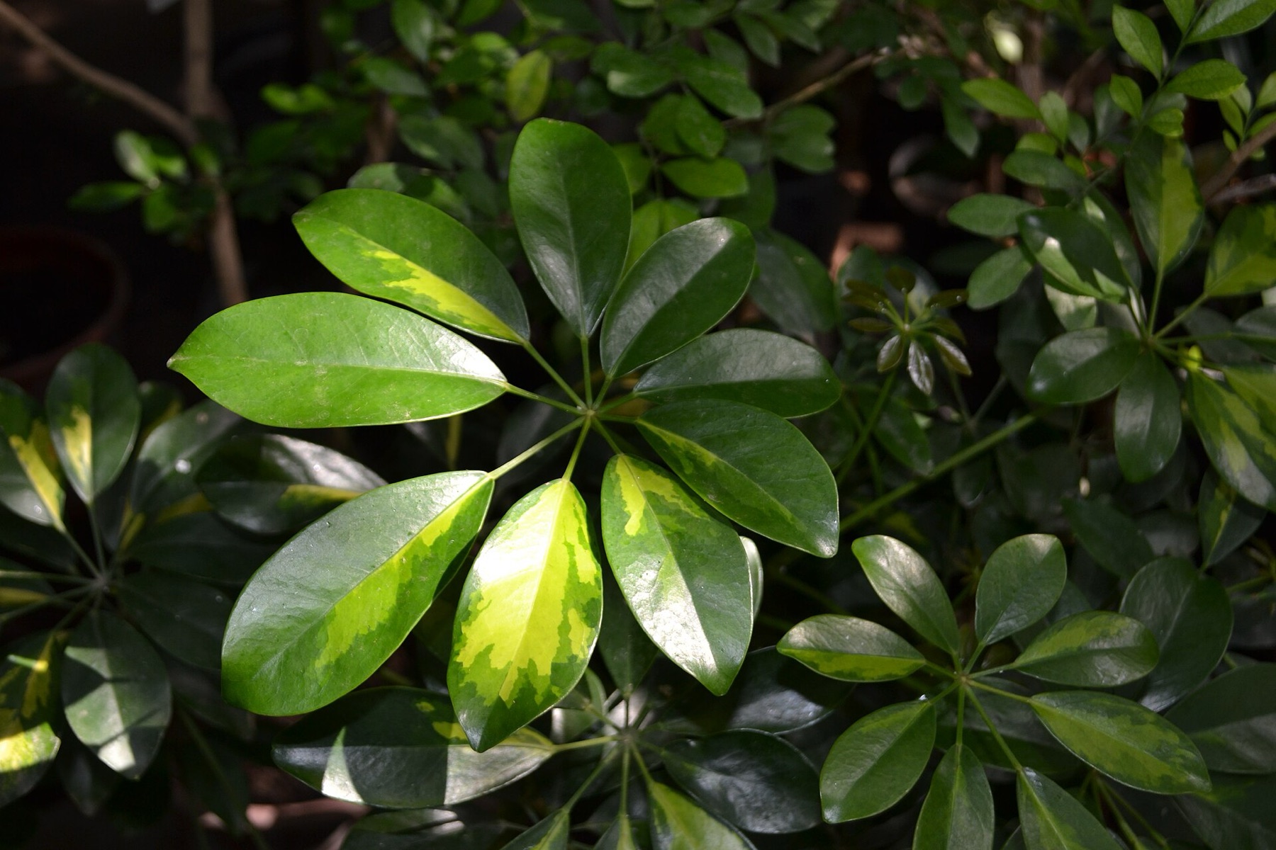 Schefflera — photo 5