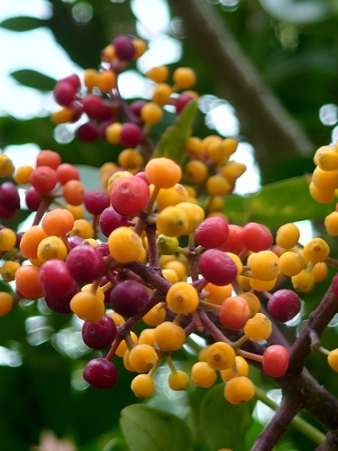 Schefflera — photo 23