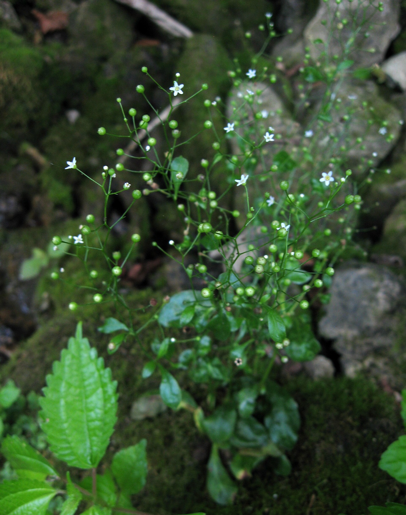 Seaside Brookweed — photo 7