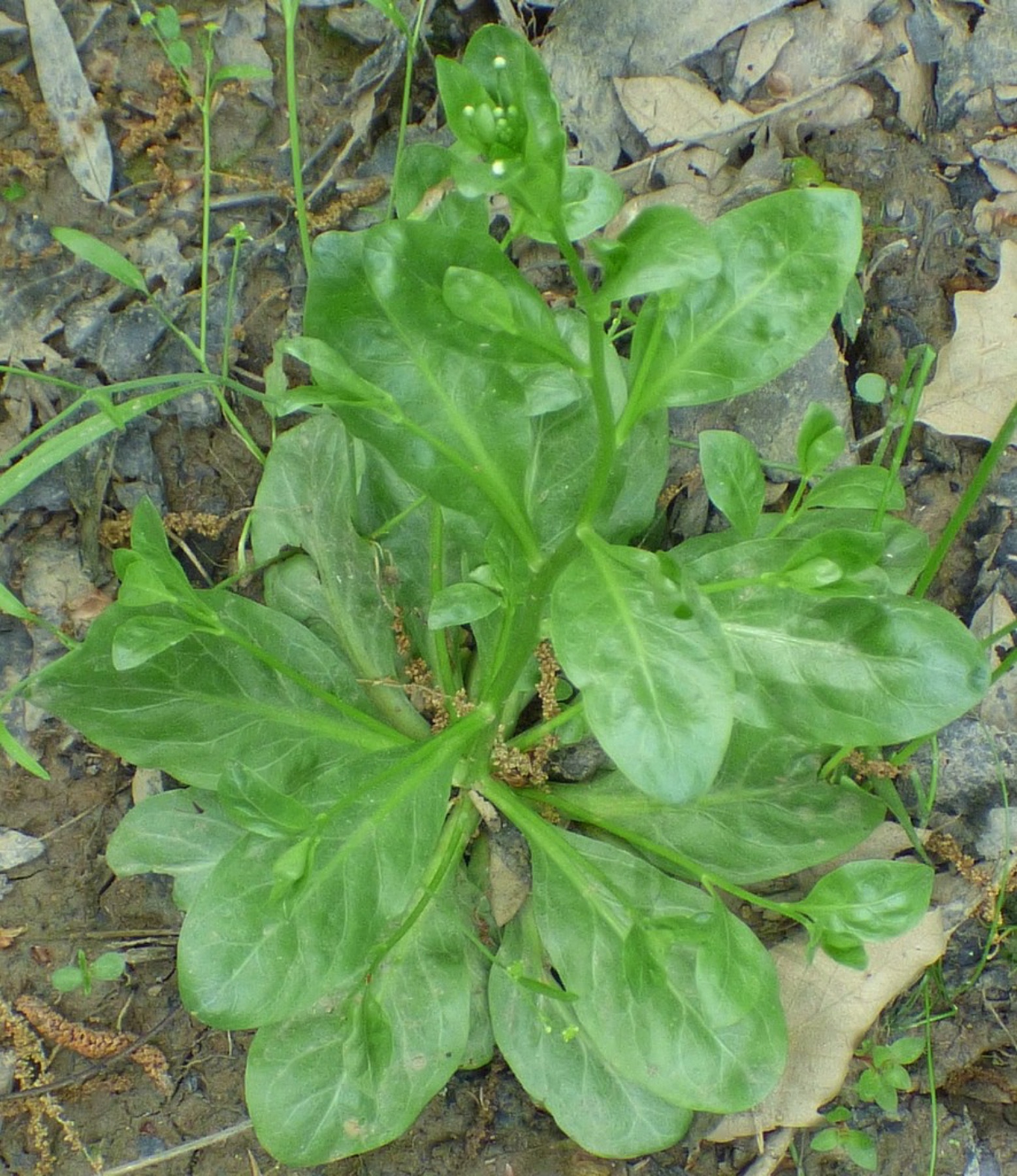 Seaside Brookweed — photo 9