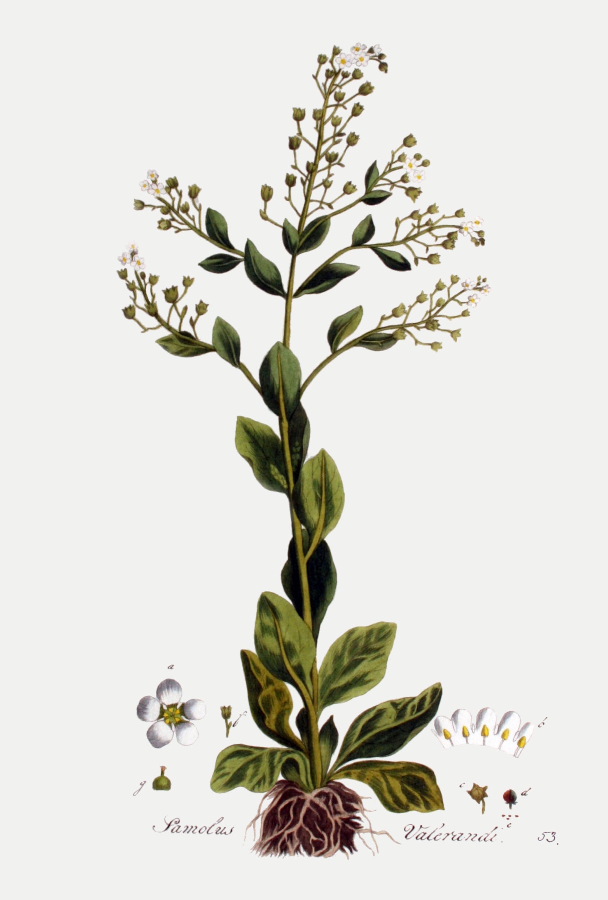 Seaside Brookweed — photo 10