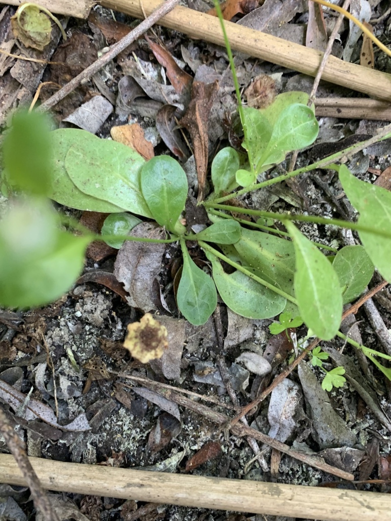 Seaside Brookweed — photo 11