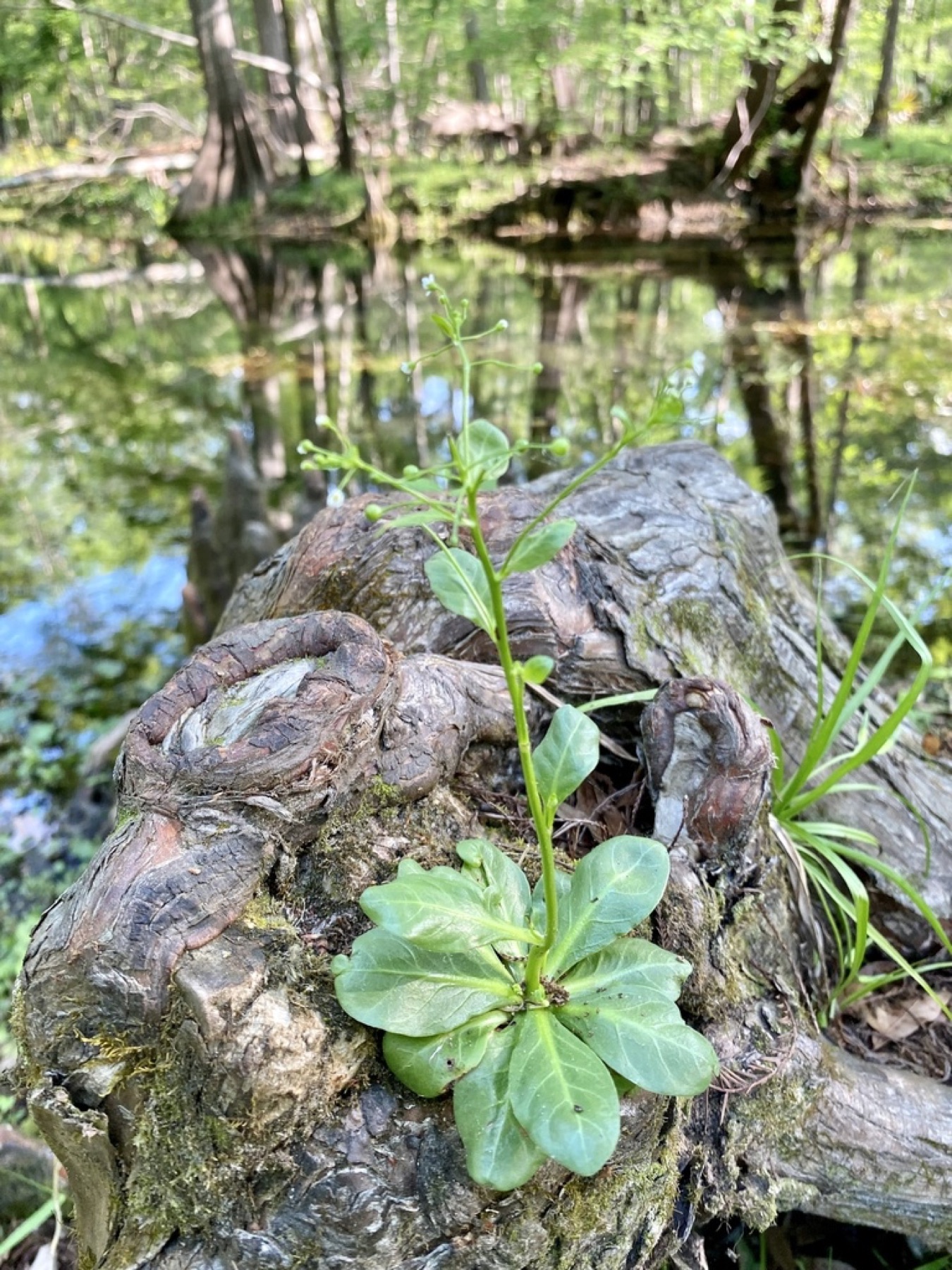 Seaside Brookweed — photo 13