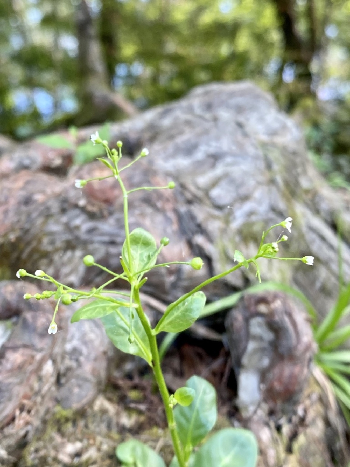 Seaside Brookweed — photo 14