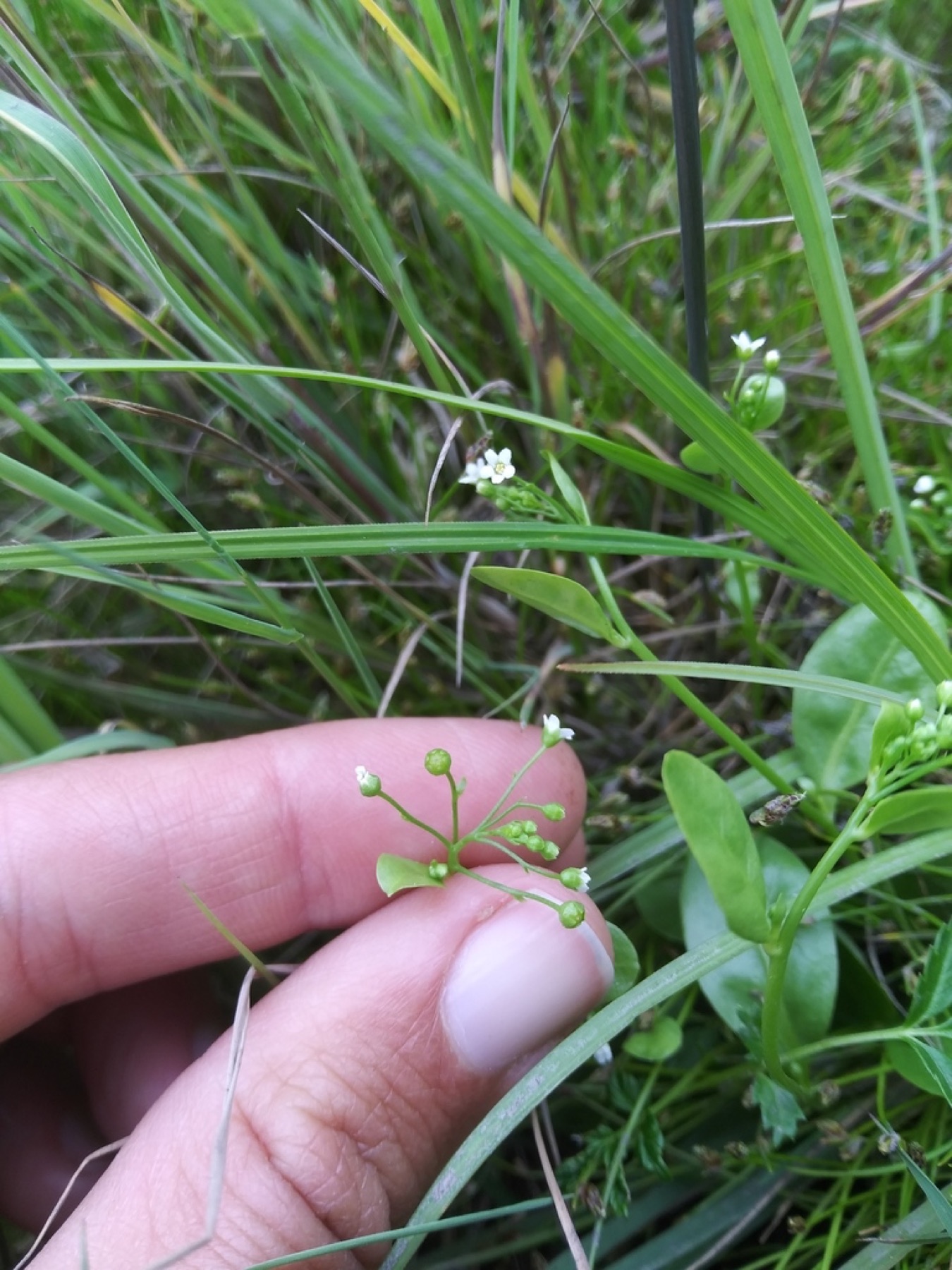 Seaside Brookweed — photo 15