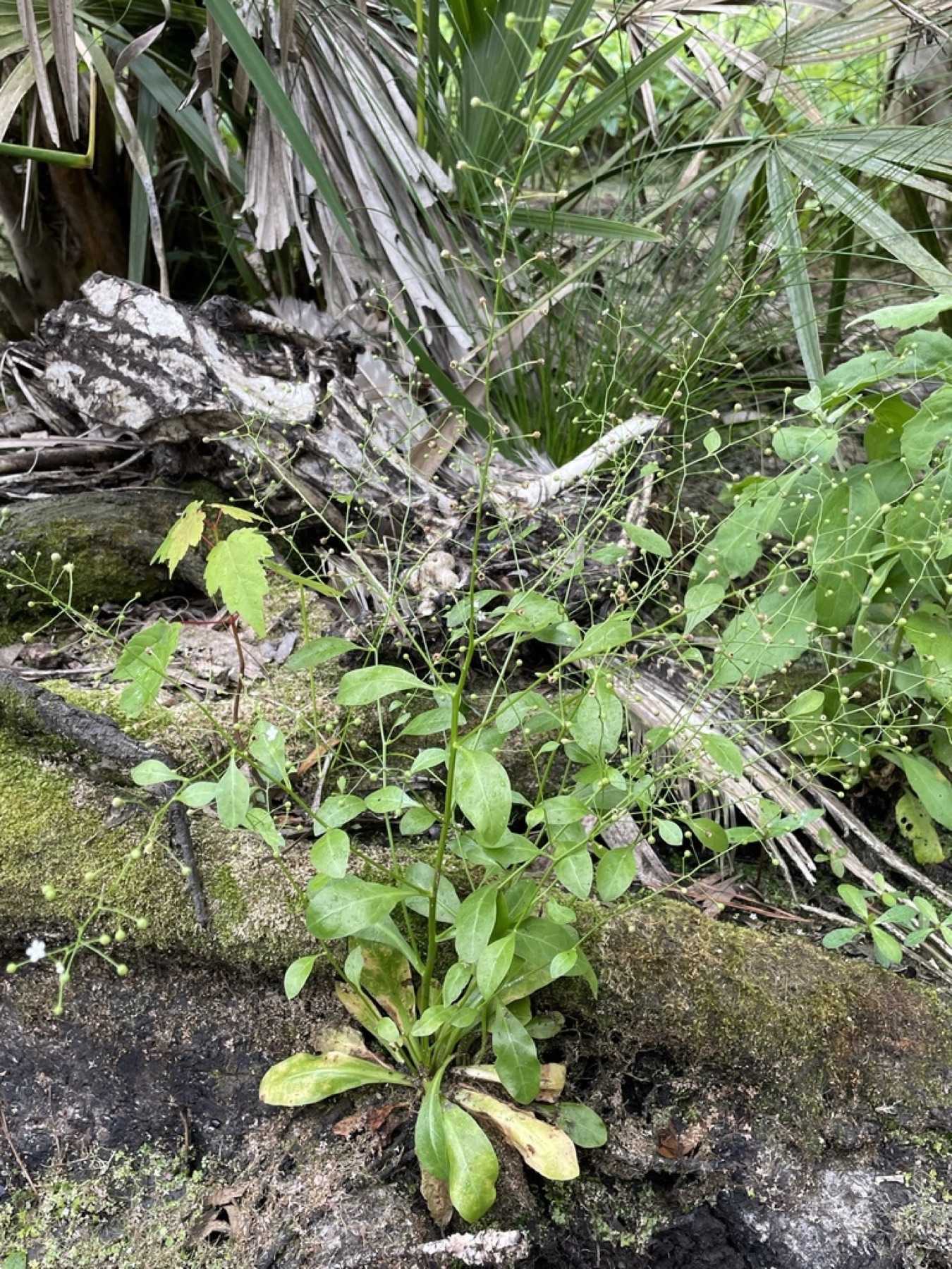 Seaside Brookweed — photo 16