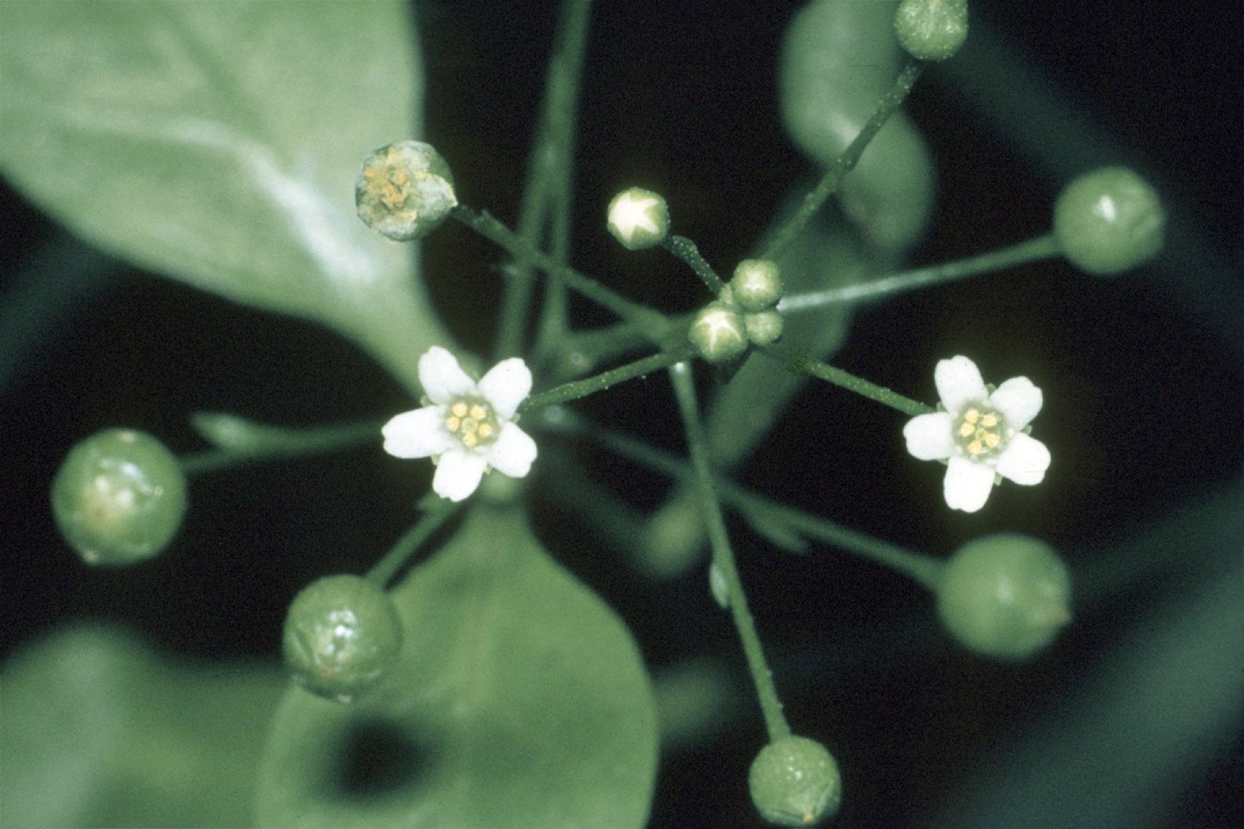Seaside Brookweed — photo 17