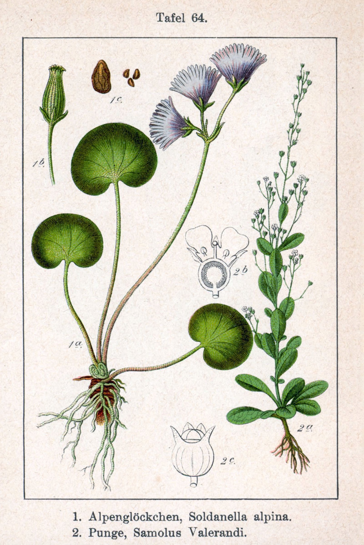 Seaside Brookweed — photo 19
