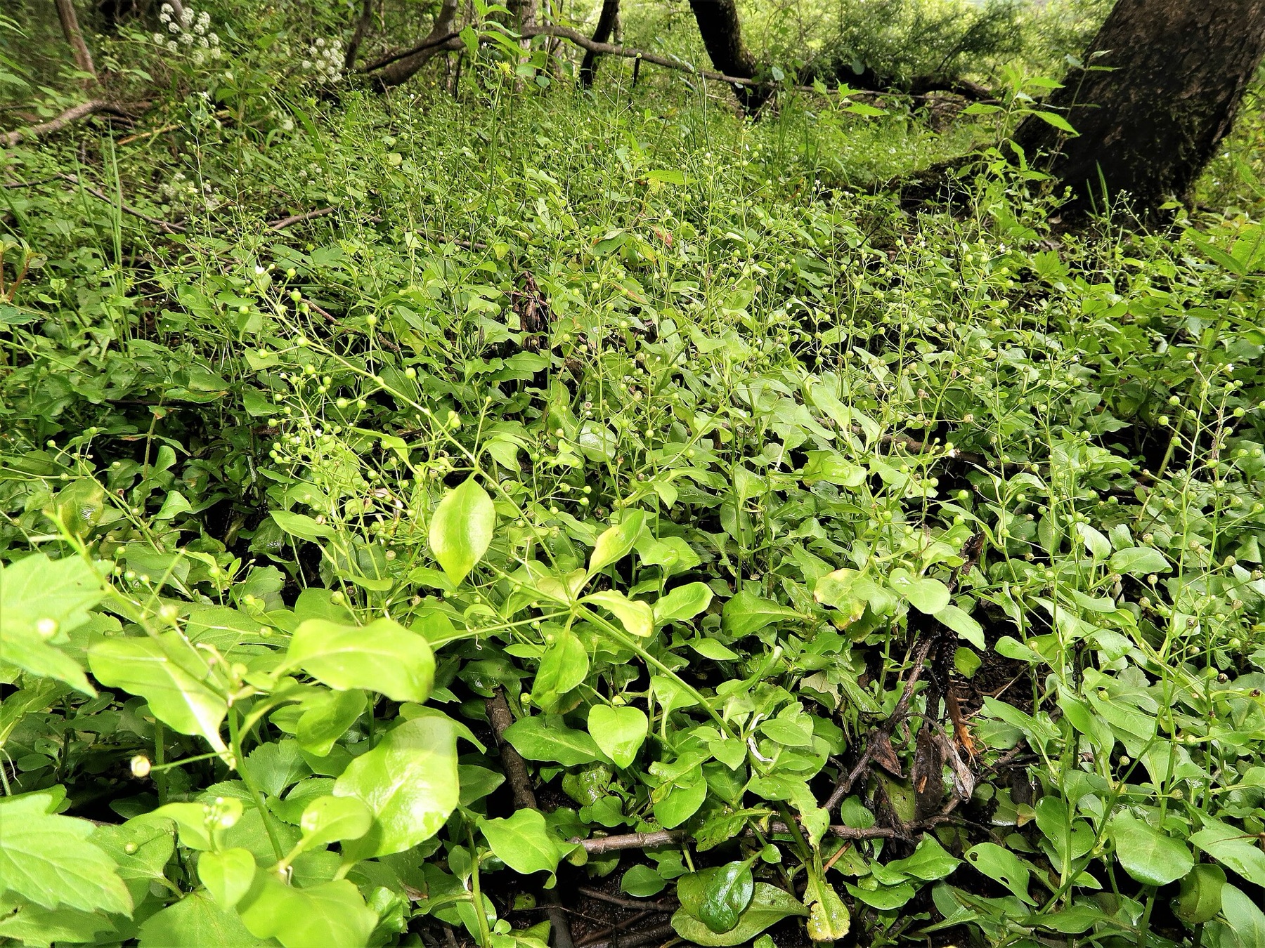 Seaside Brookweed — photo 20