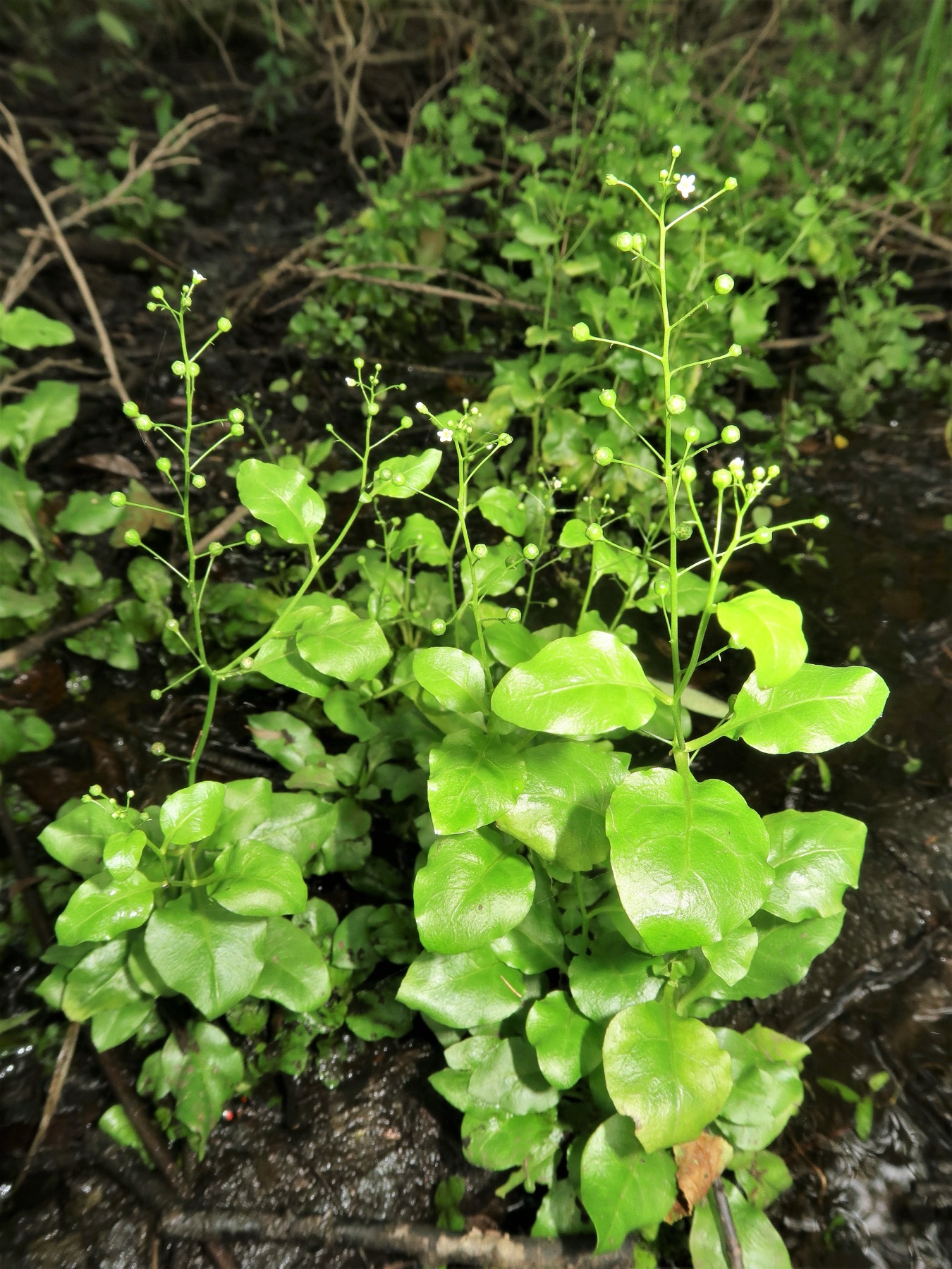 Seaside Brookweed — photo 21