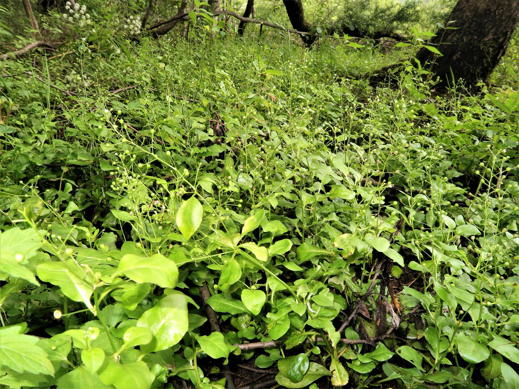 Seaside Brookweed — photo 22