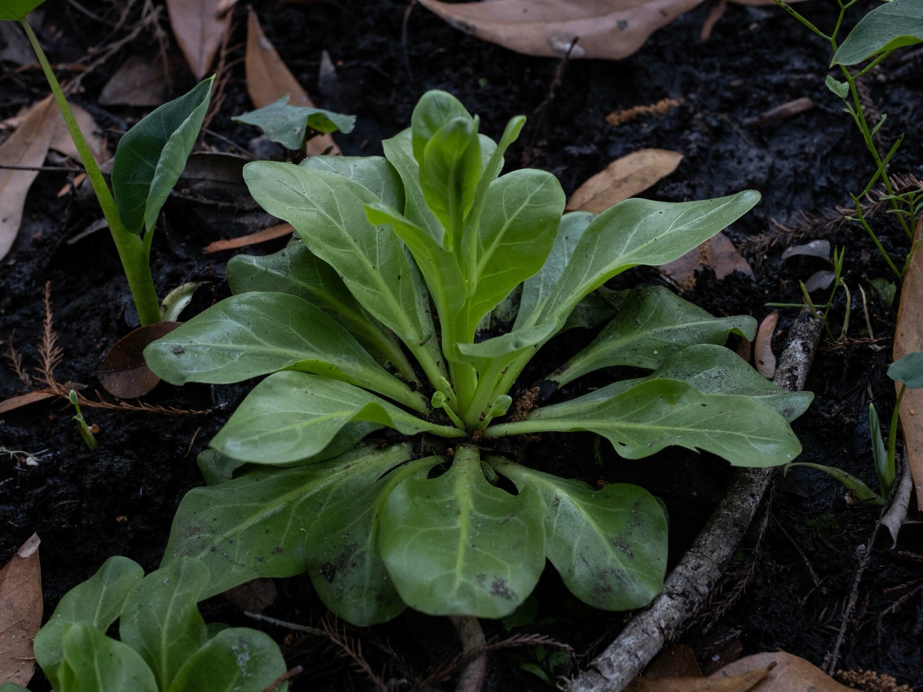 Seaside Brookweed — photo 23