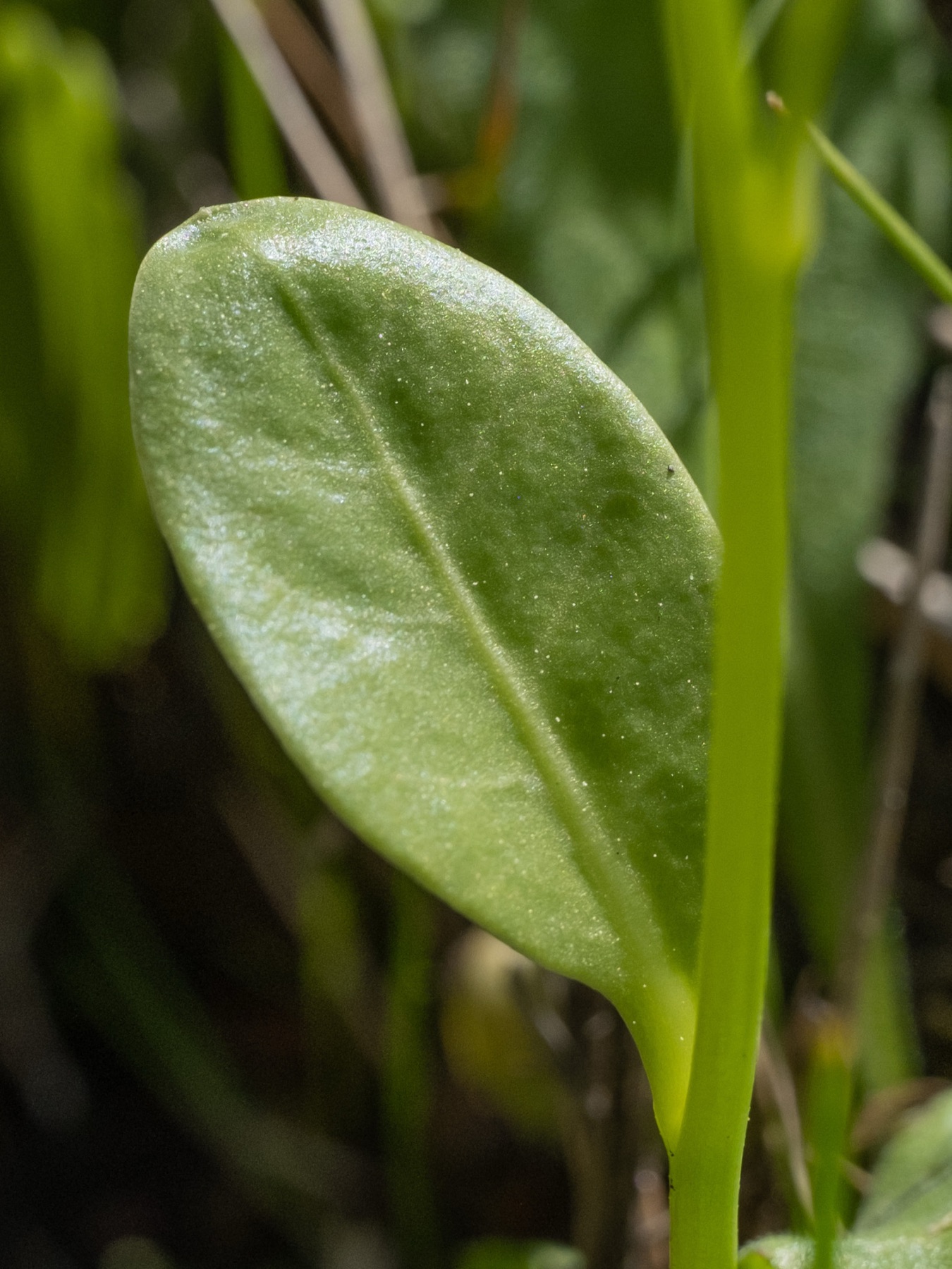 Seaside Brookweed — photo 24