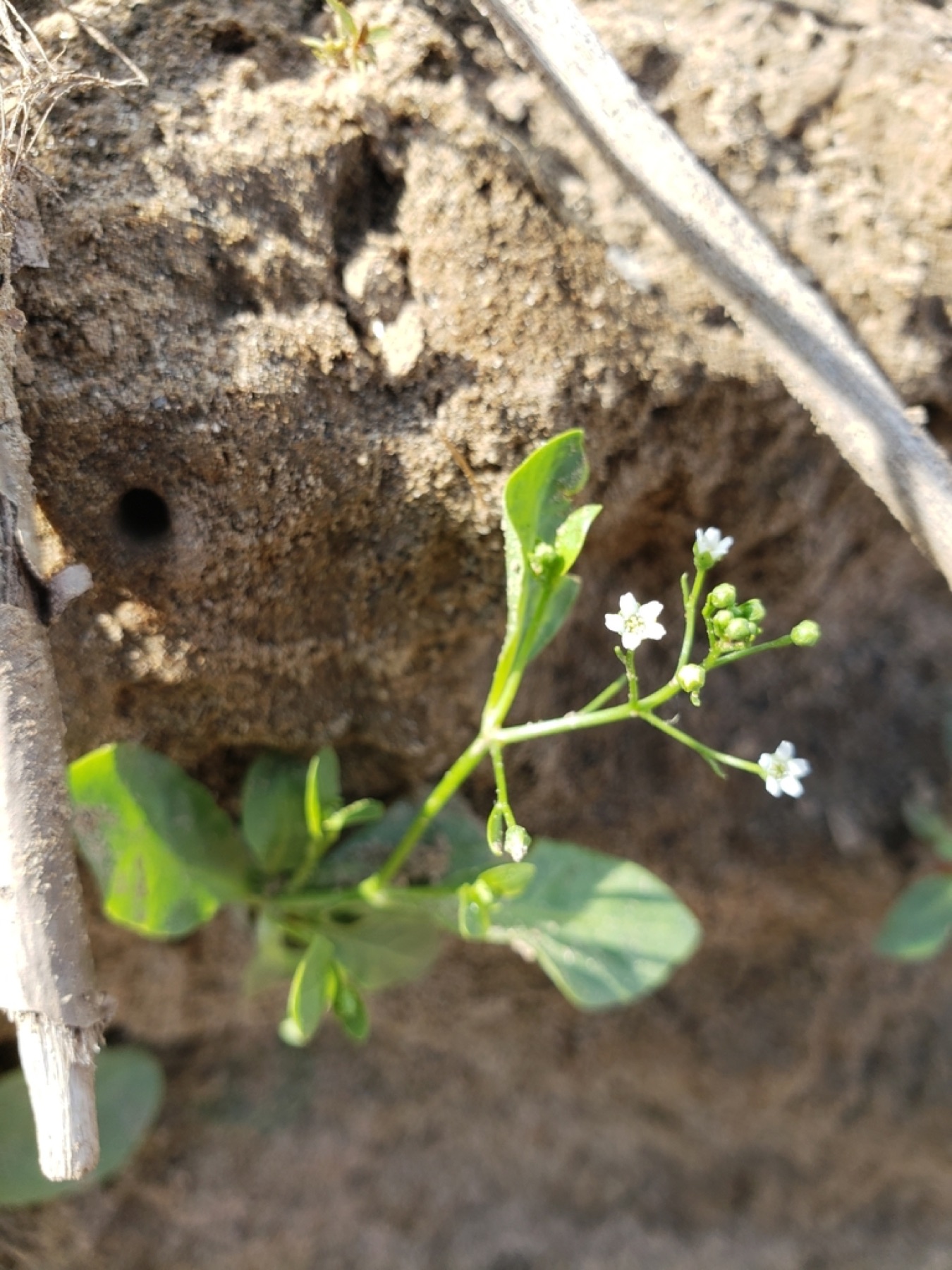 Seaside Brookweed