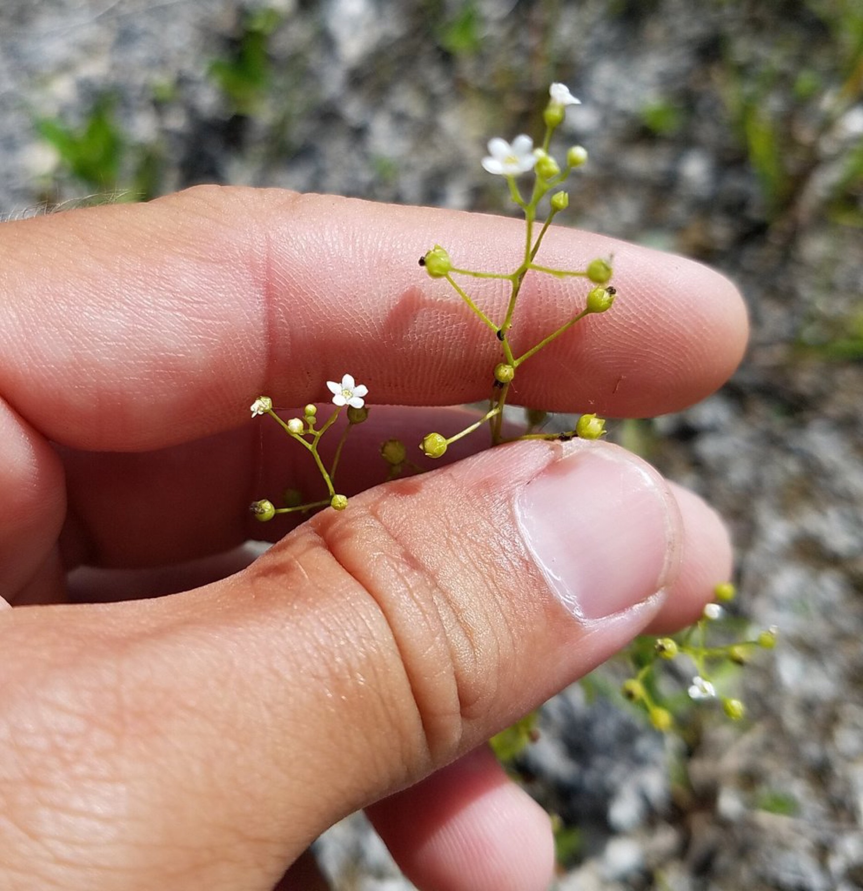 Seaside Brookweed — photo 2