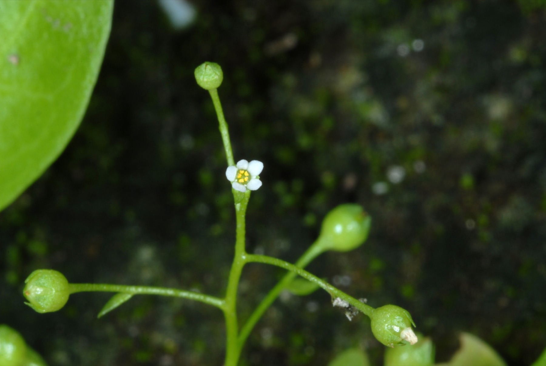 Seaside Brookweed — photo 3
