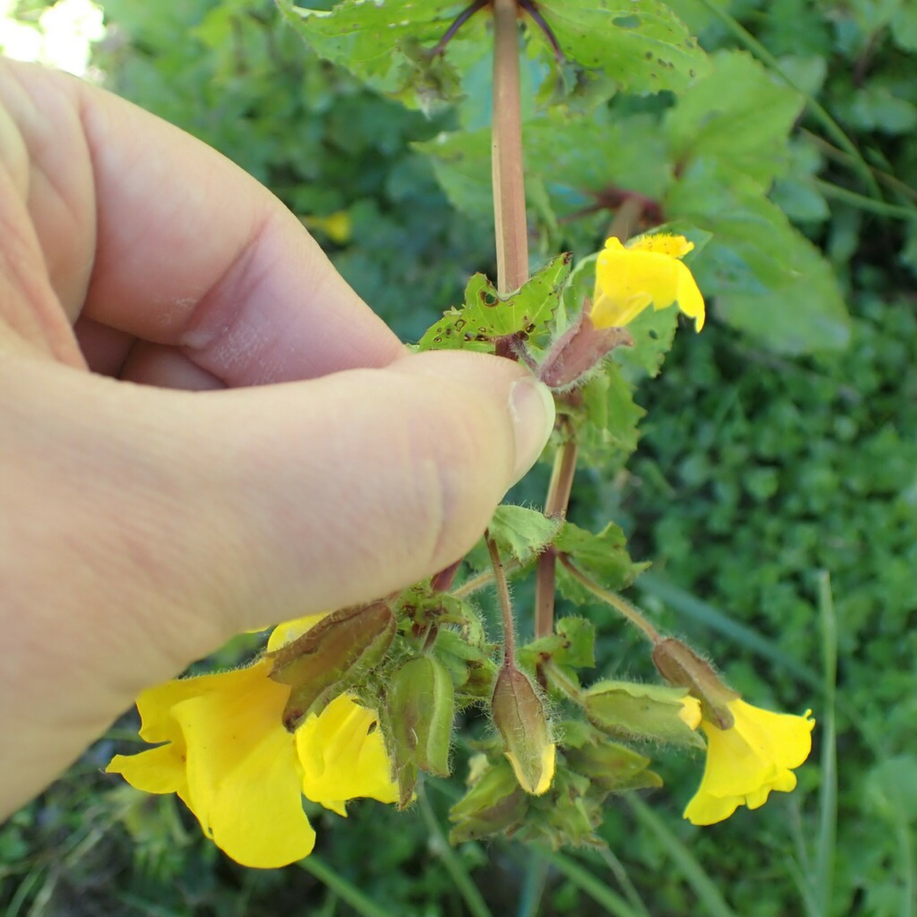Seep Monkeyflower — photo 6