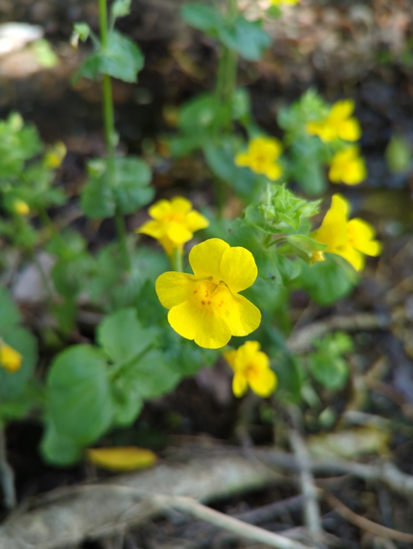 Seep Monkeyflower — photo 7