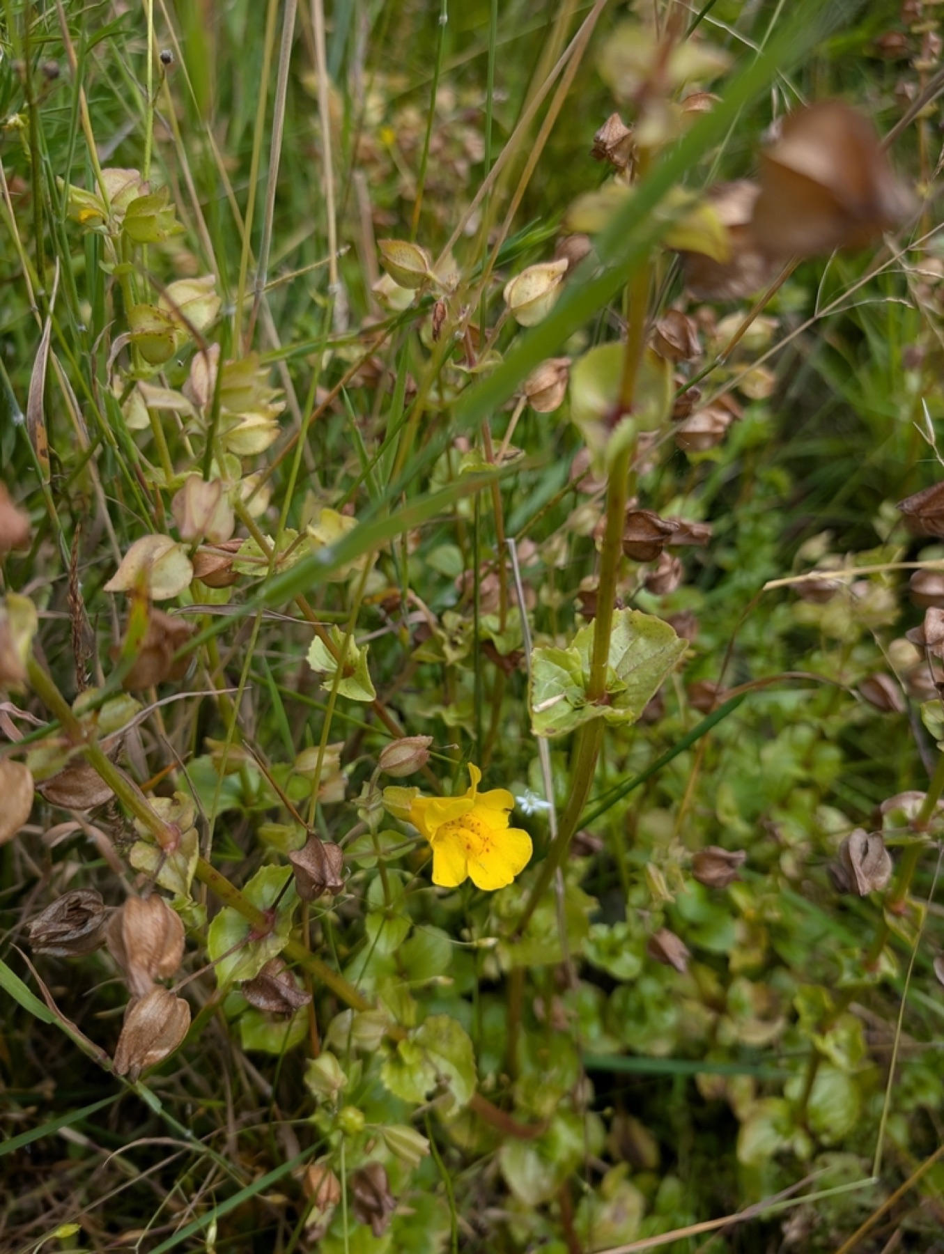 Seep Monkeyflower — photo 8