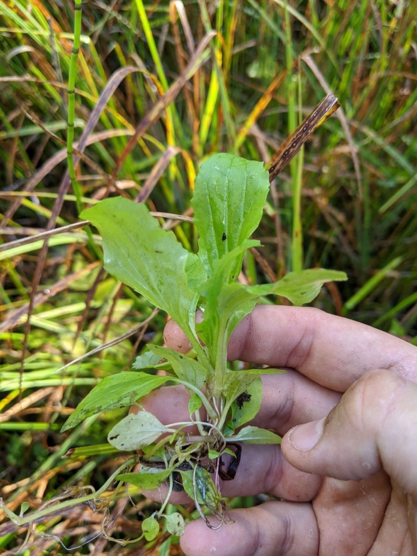 Seep Monkeyflower — photo 9