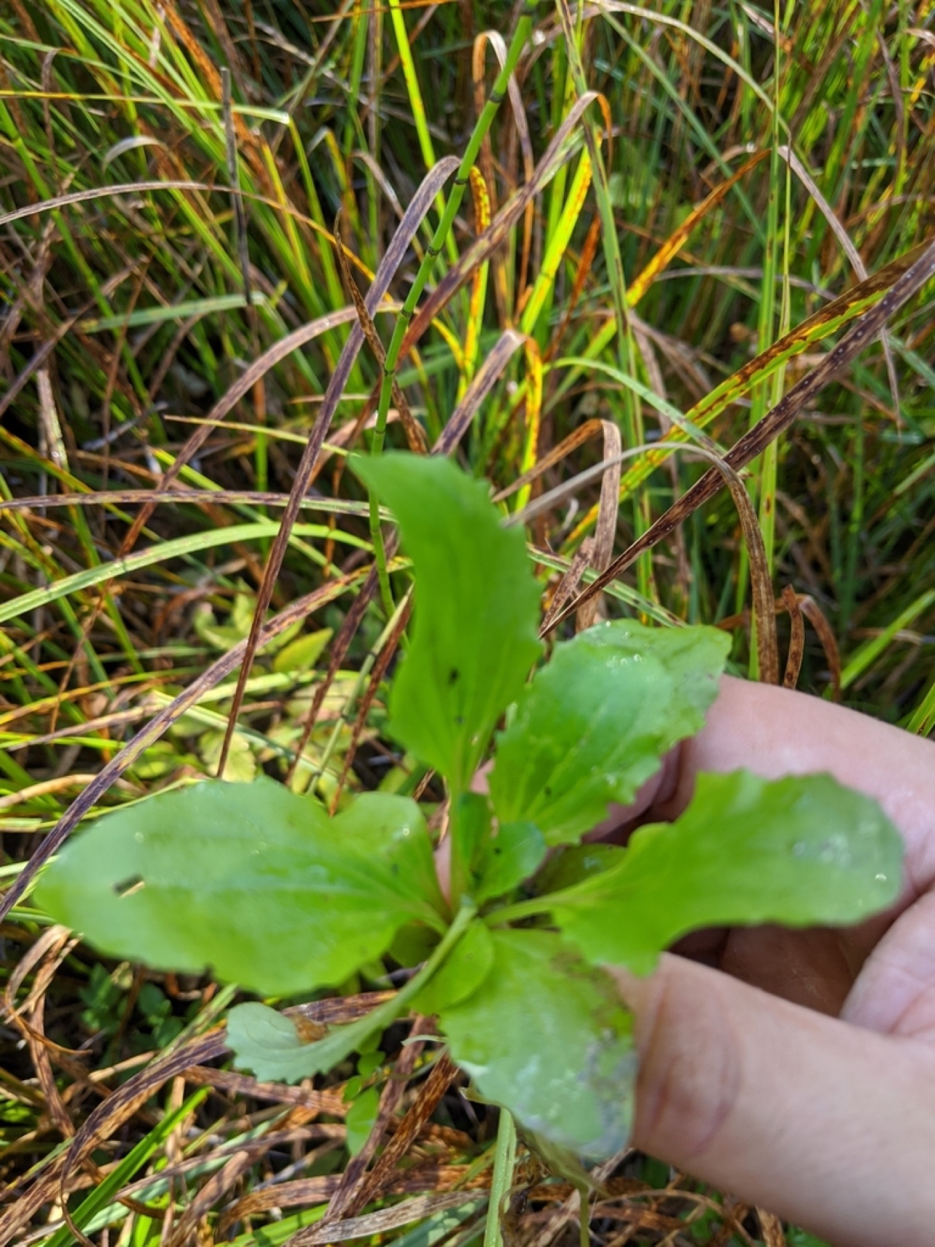 Seep Monkeyflower — photo 10