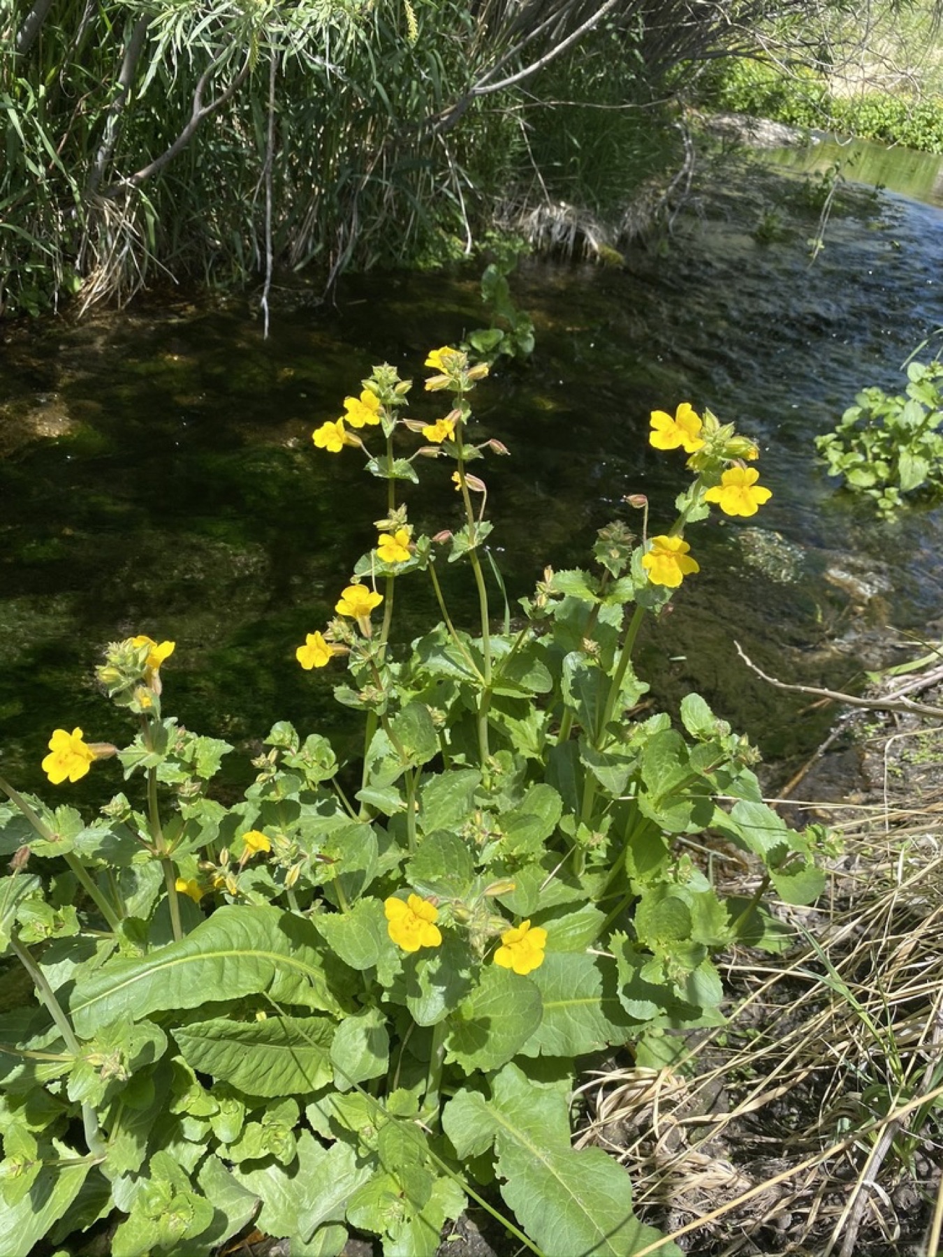 Seep Monkeyflower — photo 11