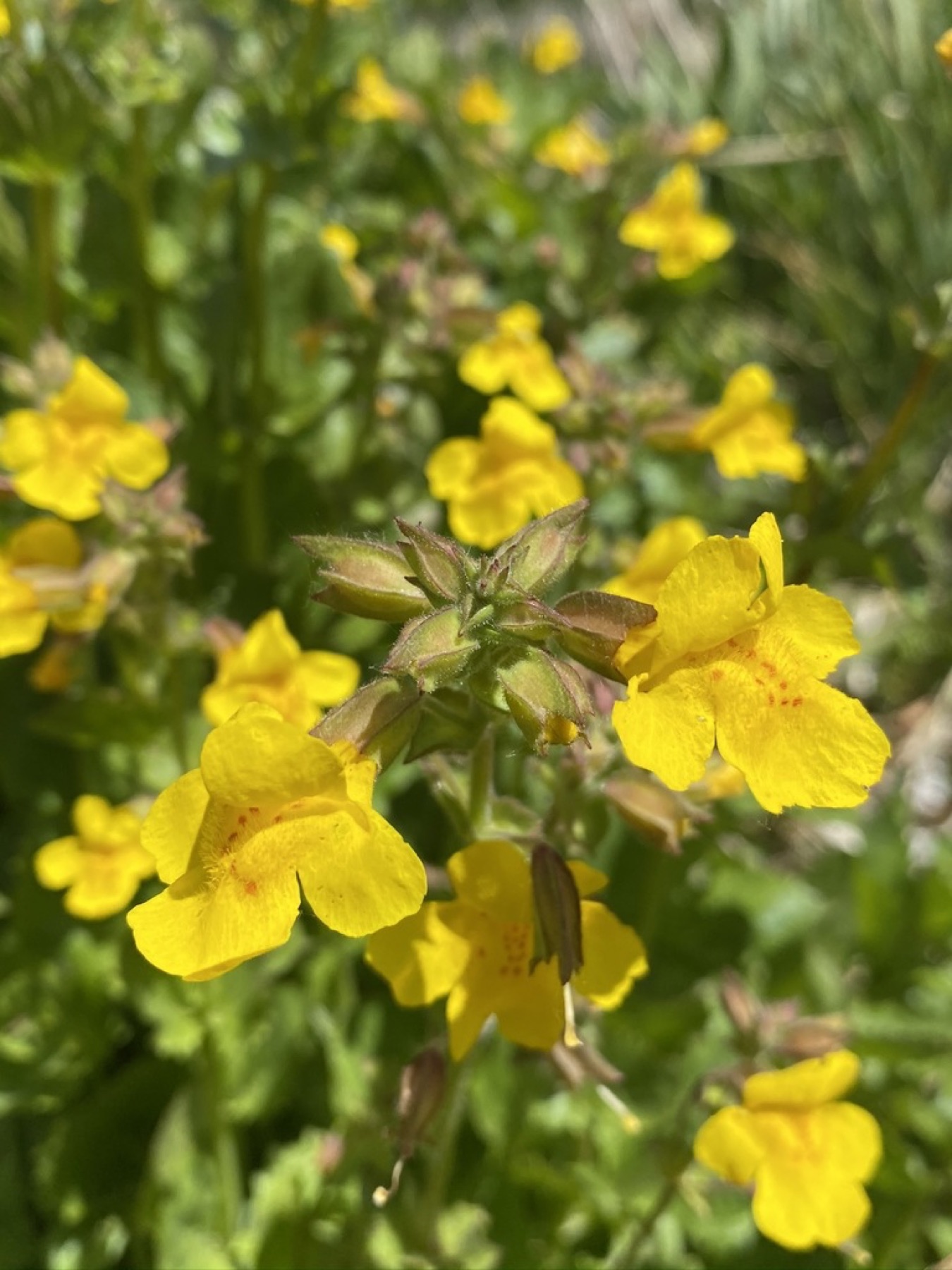 Seep Monkeyflower — photo 12