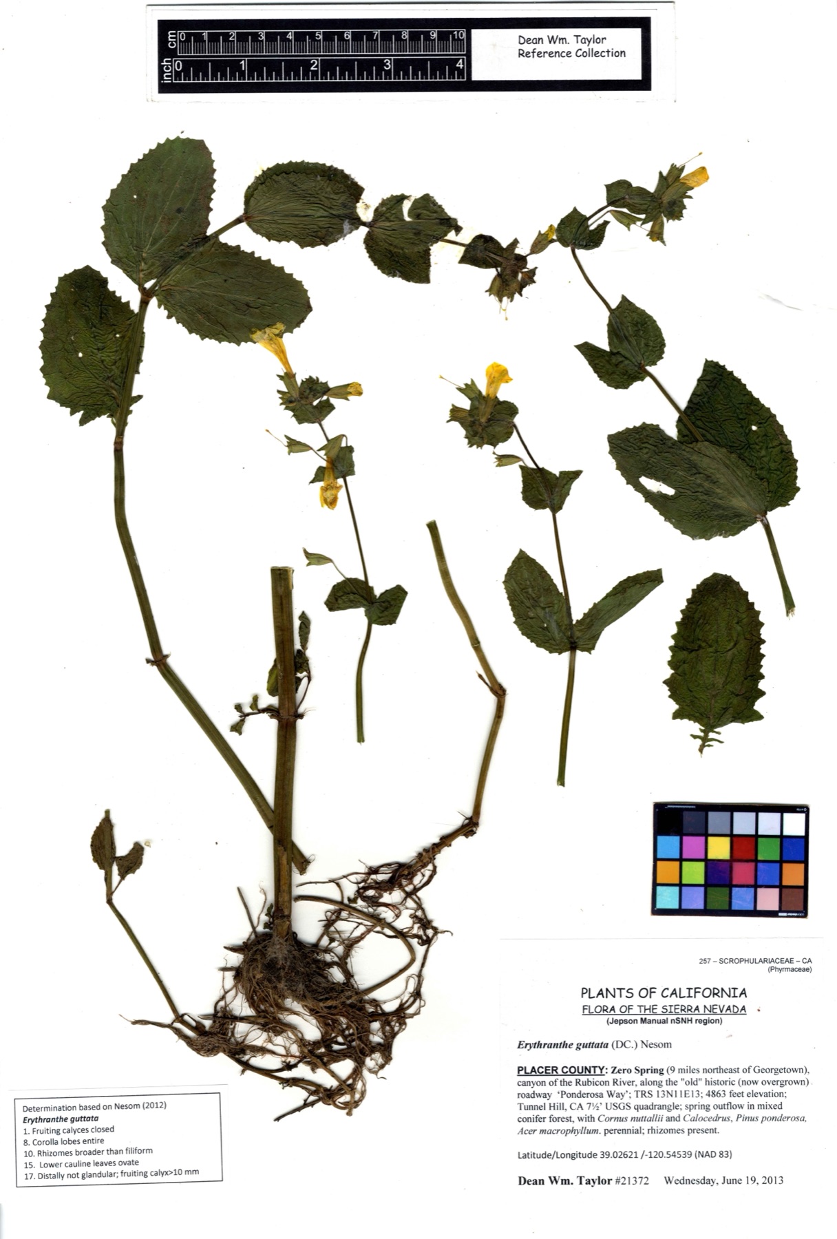 Seep Monkeyflower — photo 13