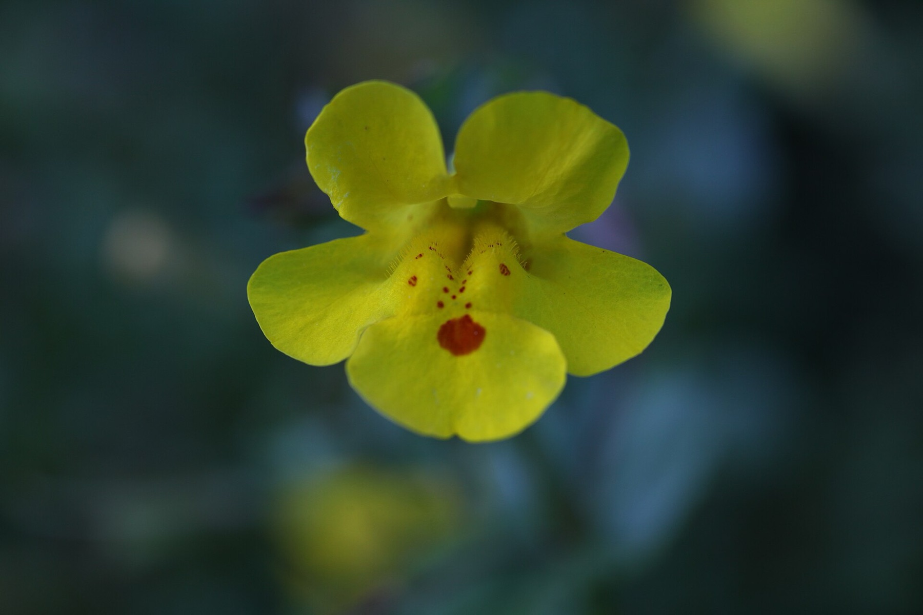 Seep Monkeyflower — photo 14