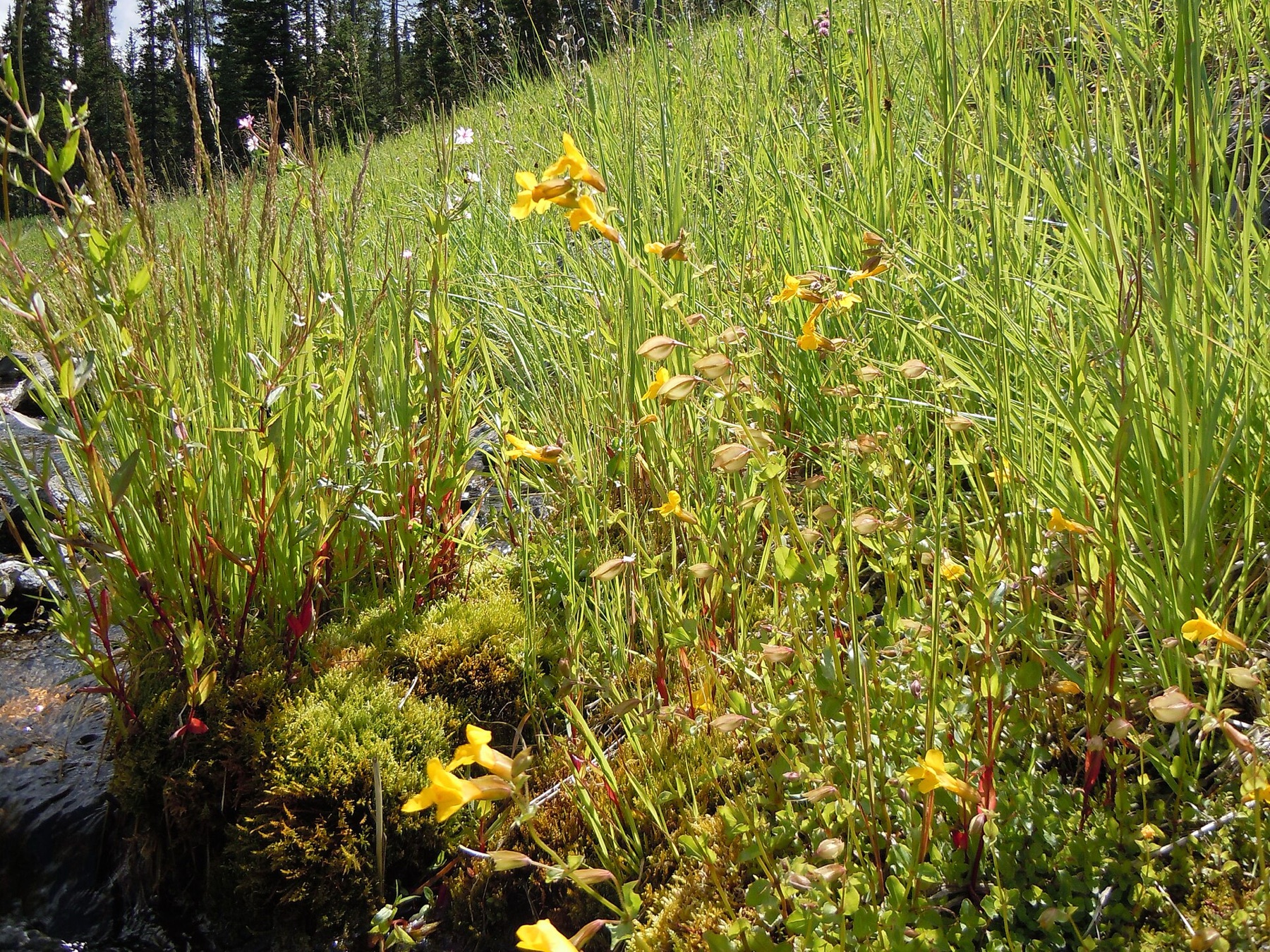 Seep Monkeyflower — photo 15