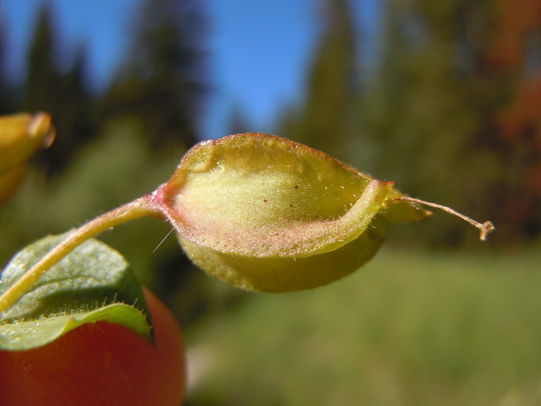 Seep Monkeyflower — photo 16