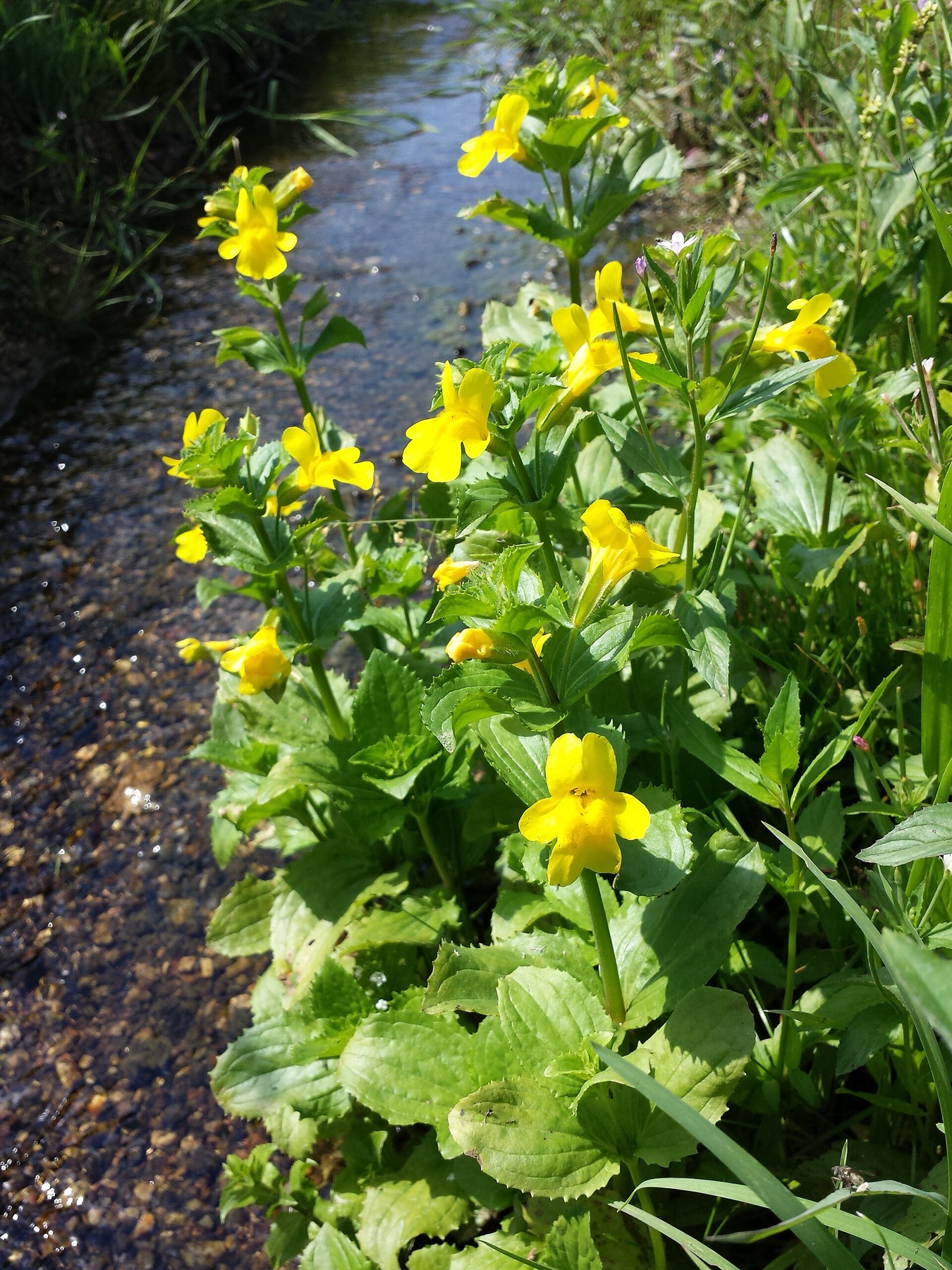 Seep Monkeyflower — photo 17