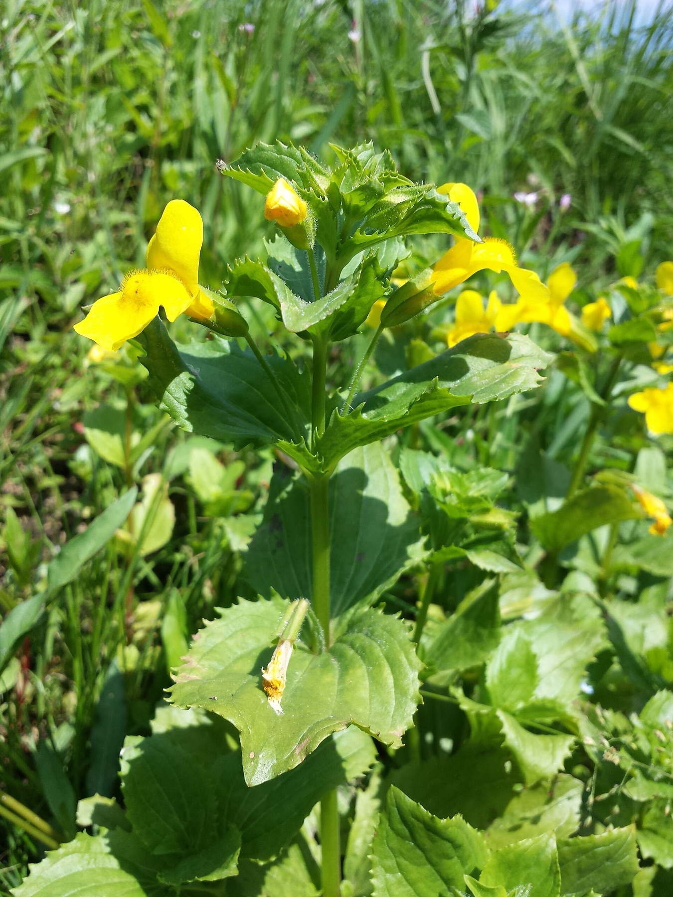 Seep Monkeyflower — photo 18