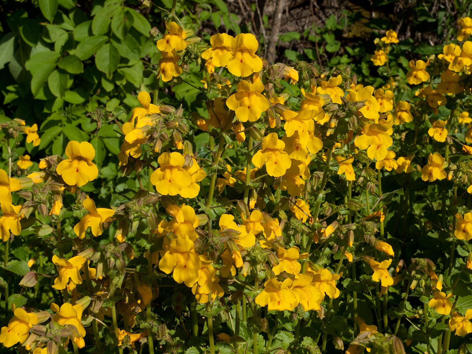 Seep Monkeyflower — photo 19