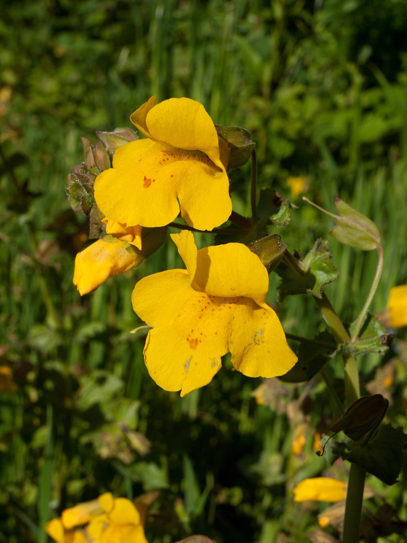 Seep Monkeyflower — photo 20