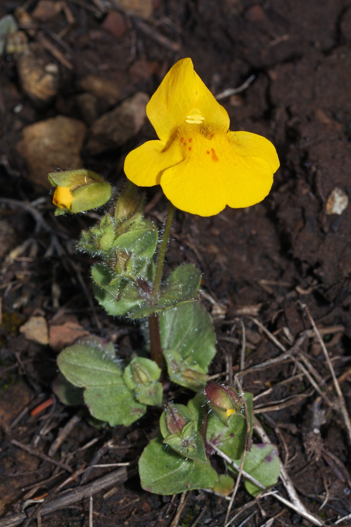 Seep Monkeyflower — photo 21