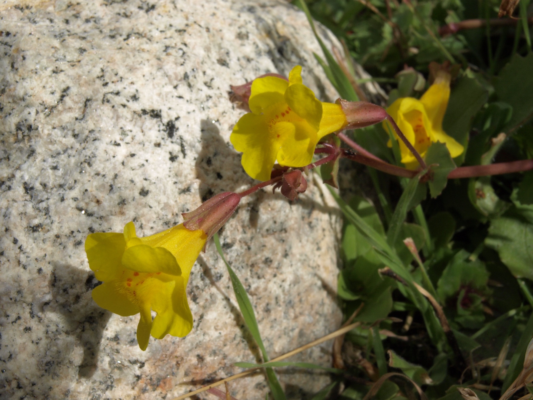 Seep Monkeyflower — photo 22