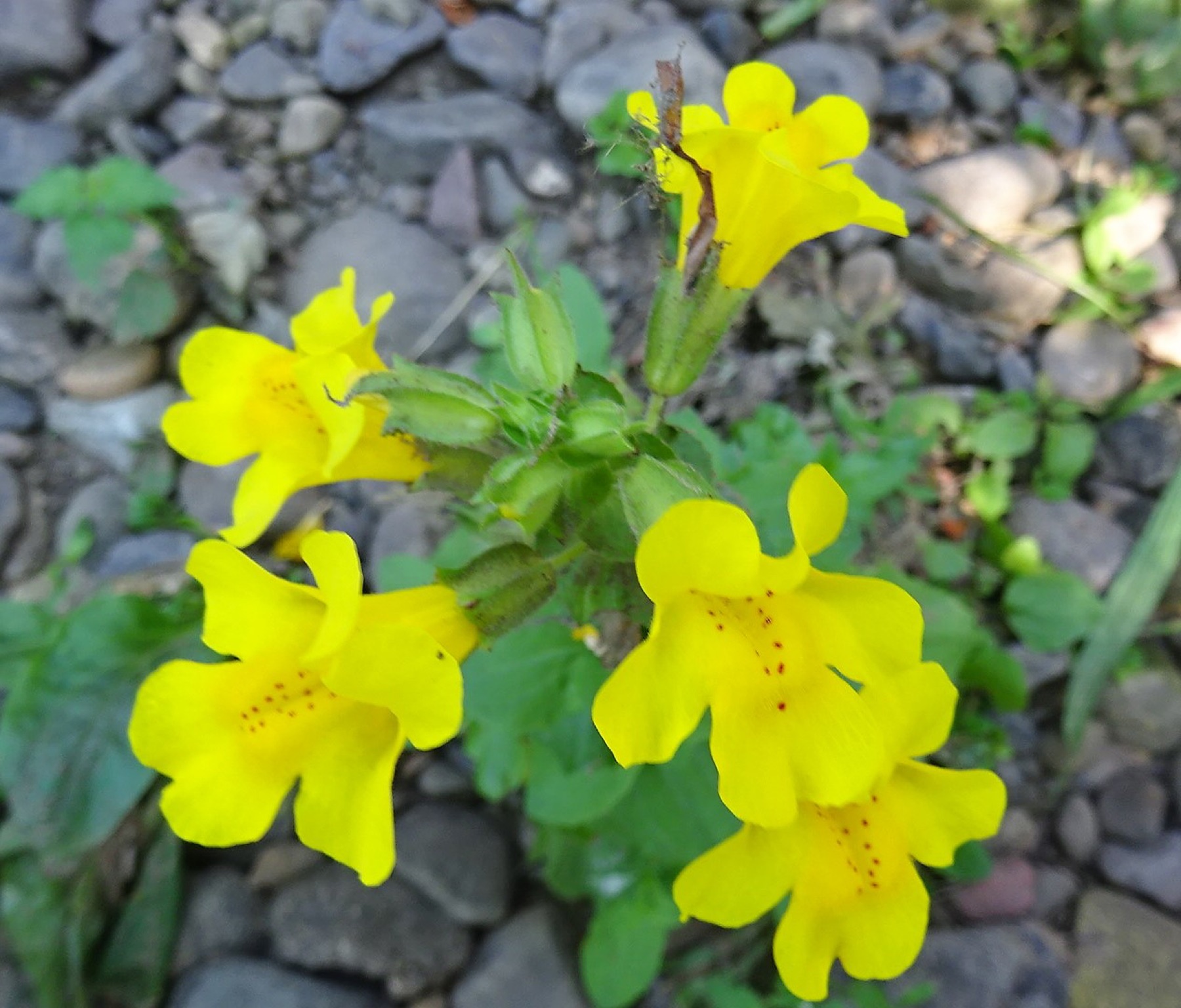 Seep Monkeyflower — photo 24