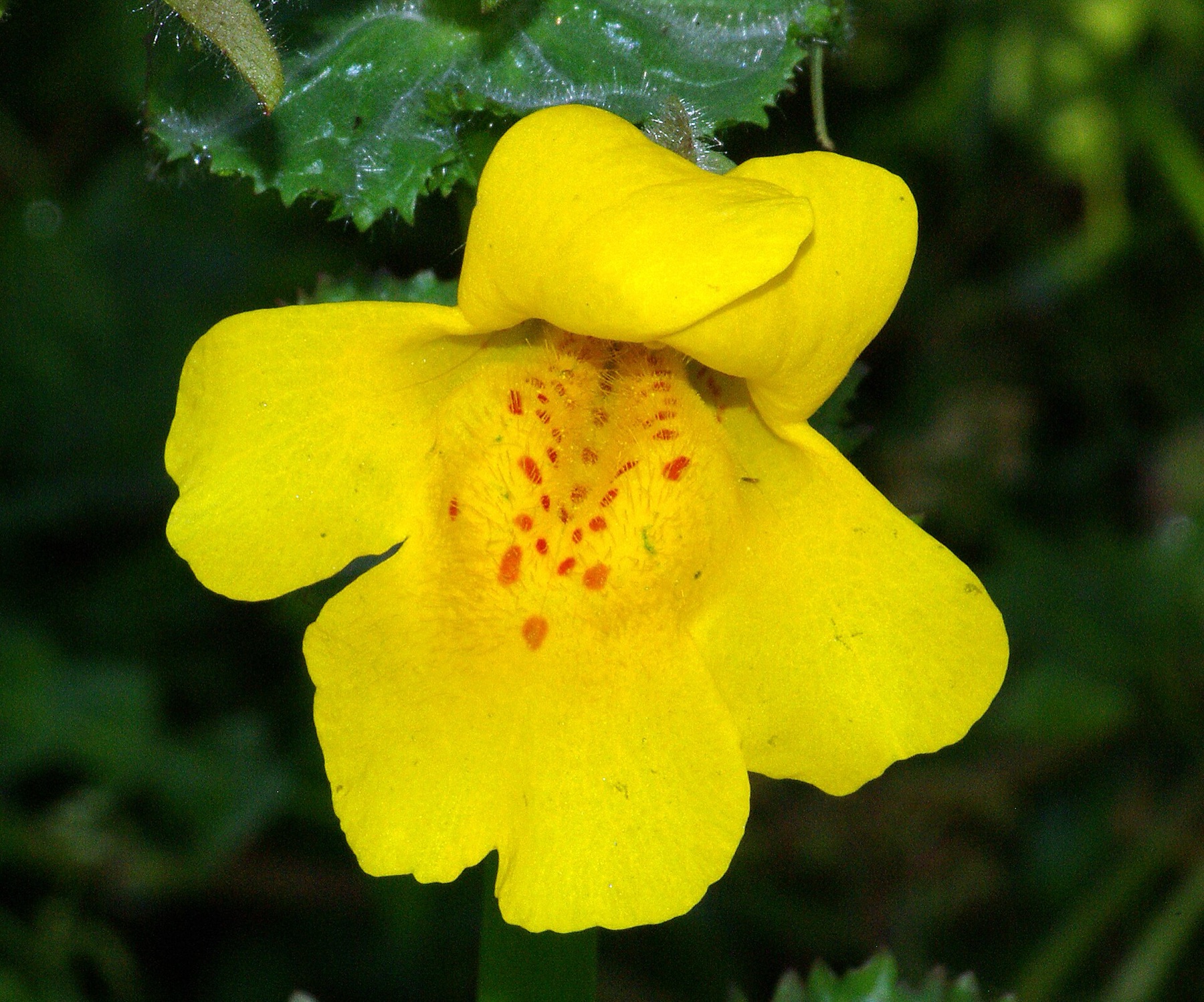 Seep Monkeyflower — photo 2