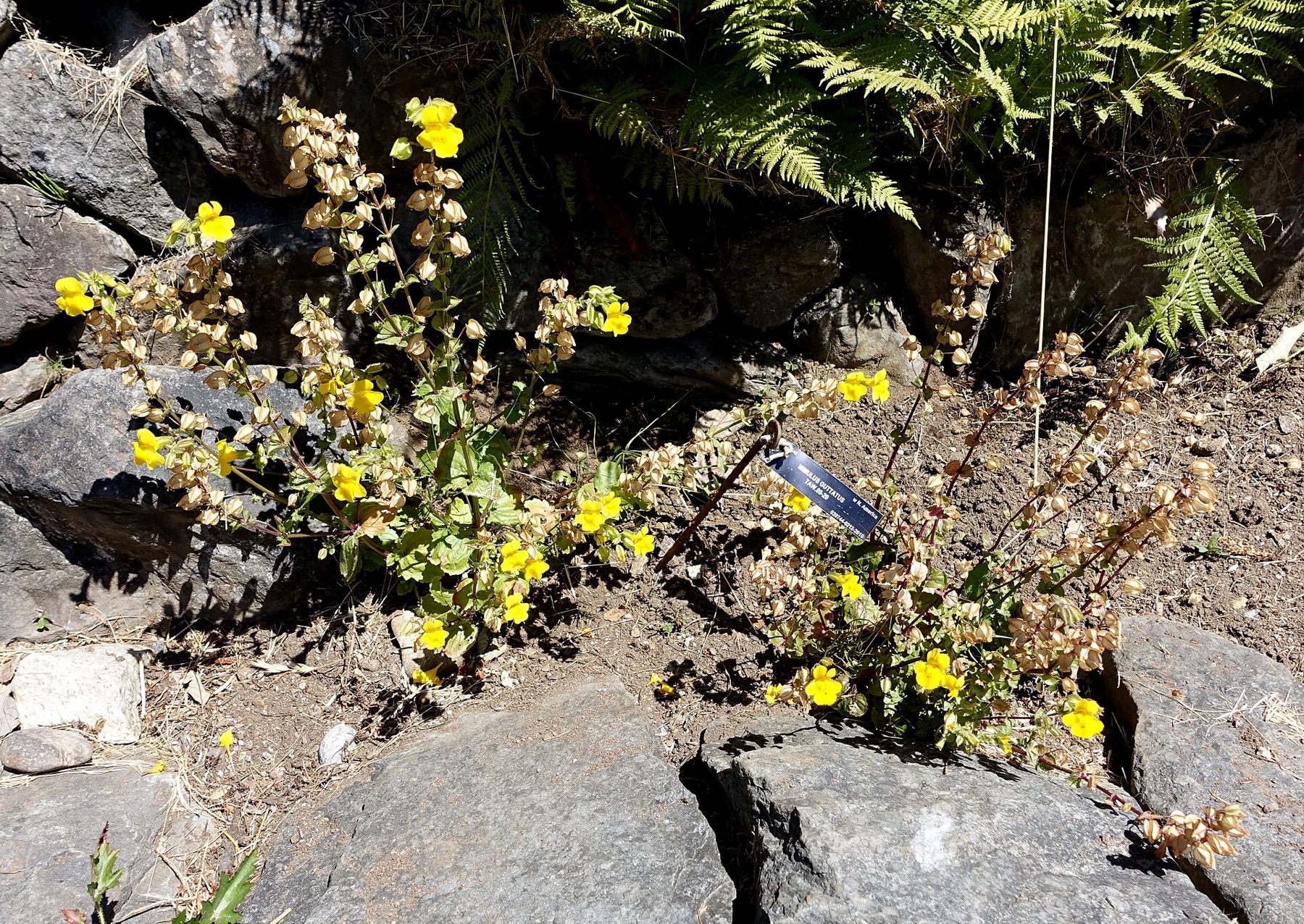 Seep Monkeyflower — photo 3