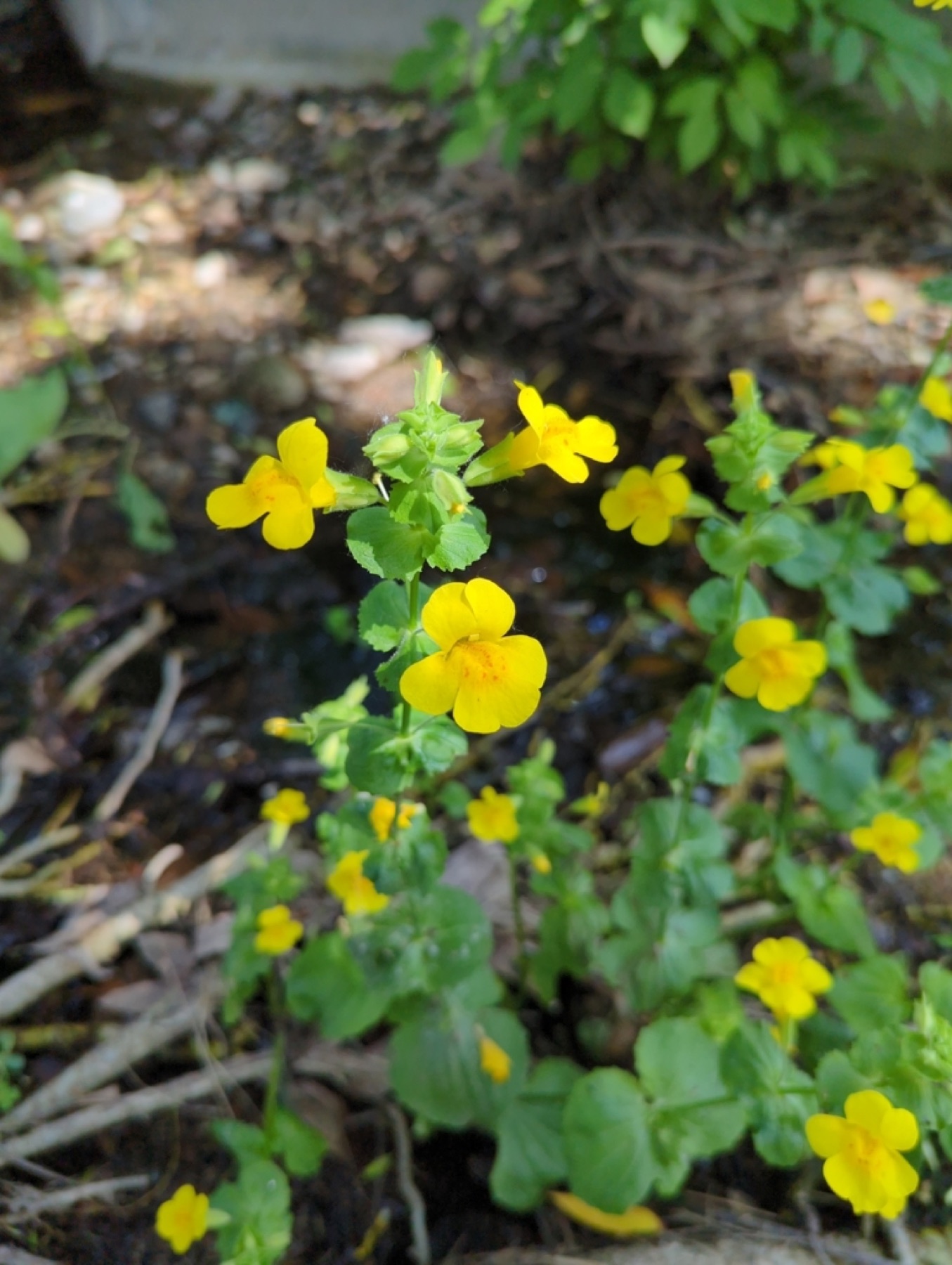 Seep Monkeyflower — photo 4