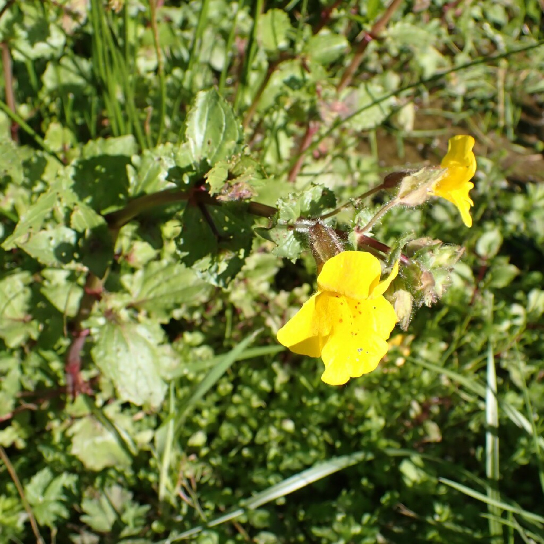 Seep Monkeyflower — photo 5