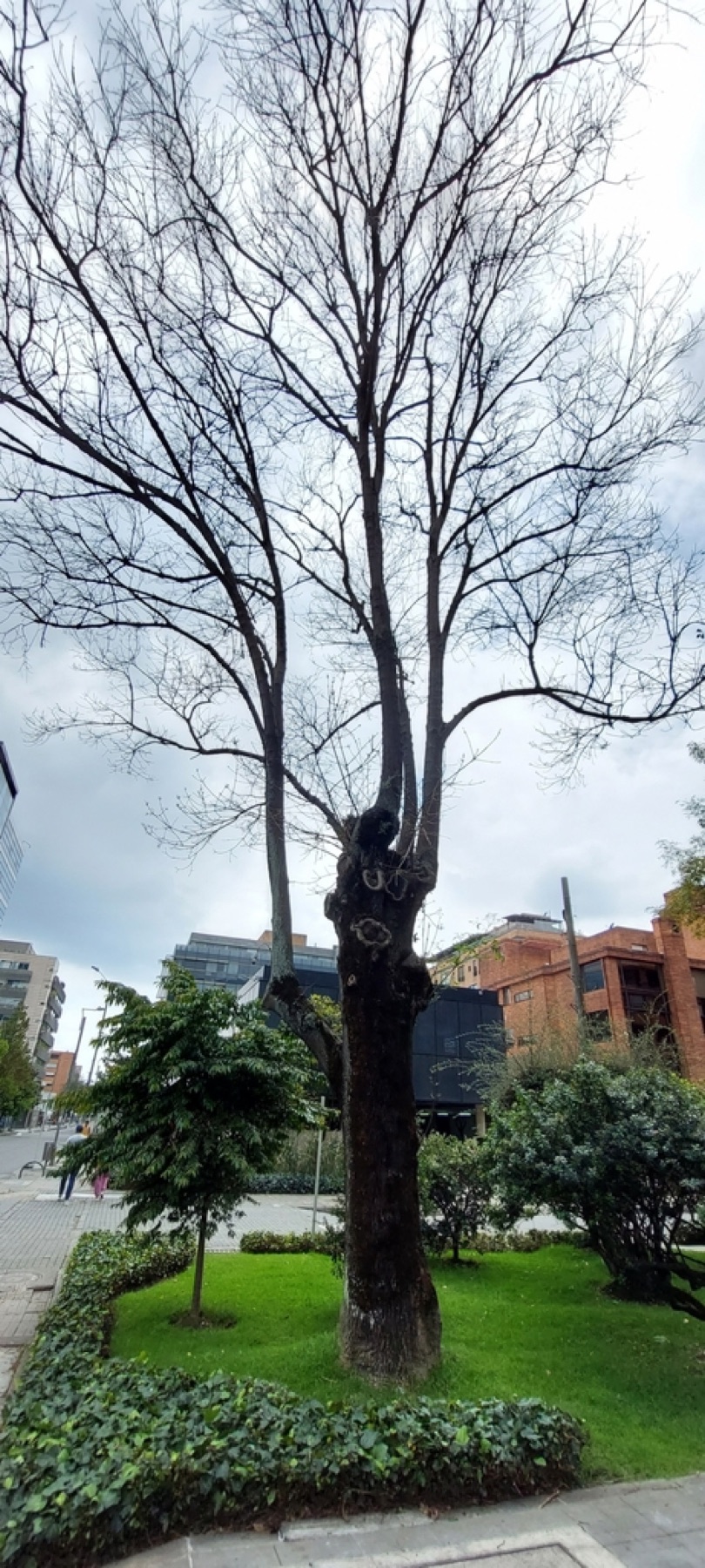 Shamel Ash — photo 14
